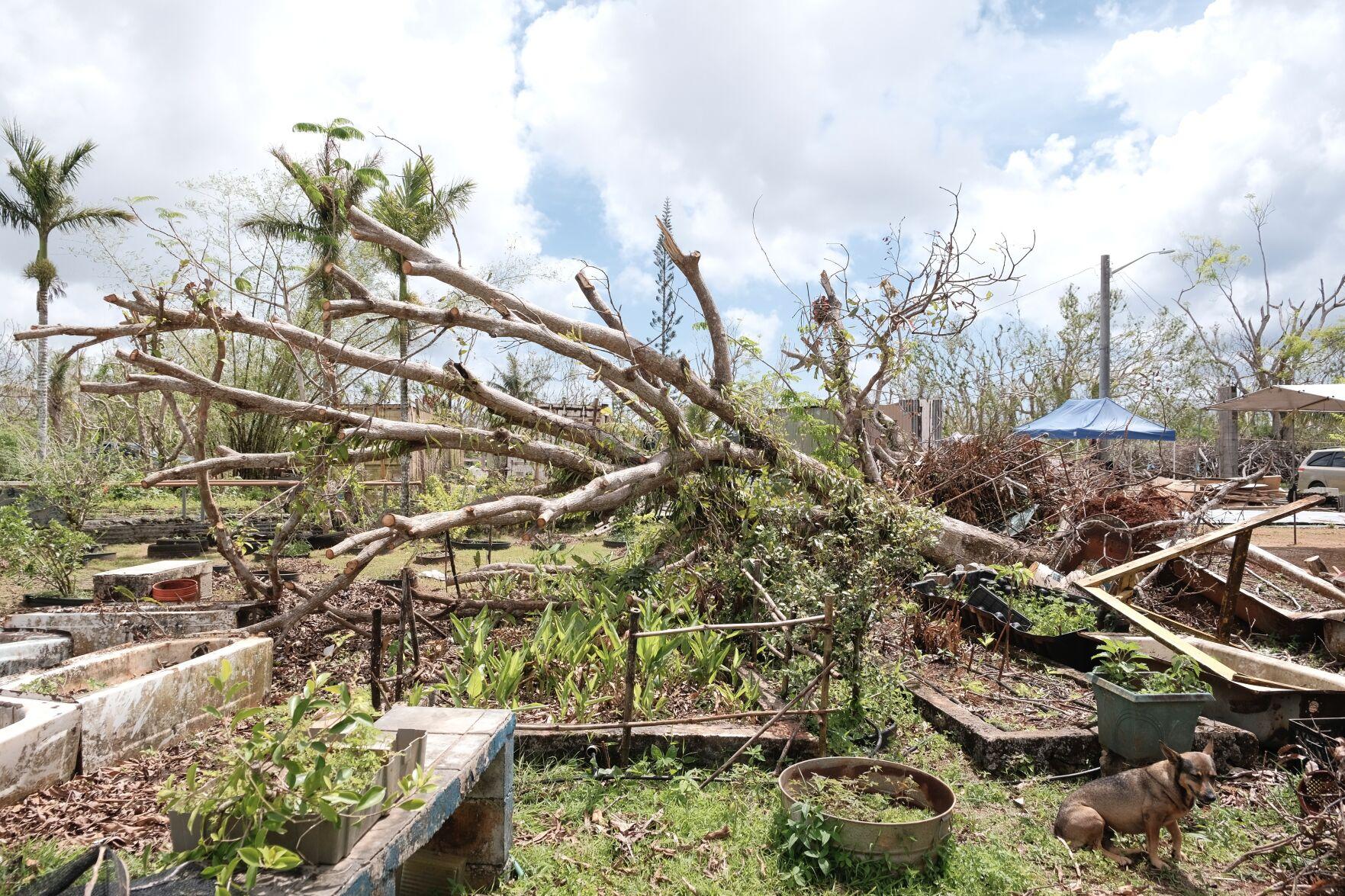 Damaged crops and trees are seen at Åmot Farm in Dededo on June 20, 2023, following the passage of Typhoon Mawar. Frank San Nicolas/The Guam Daily Post