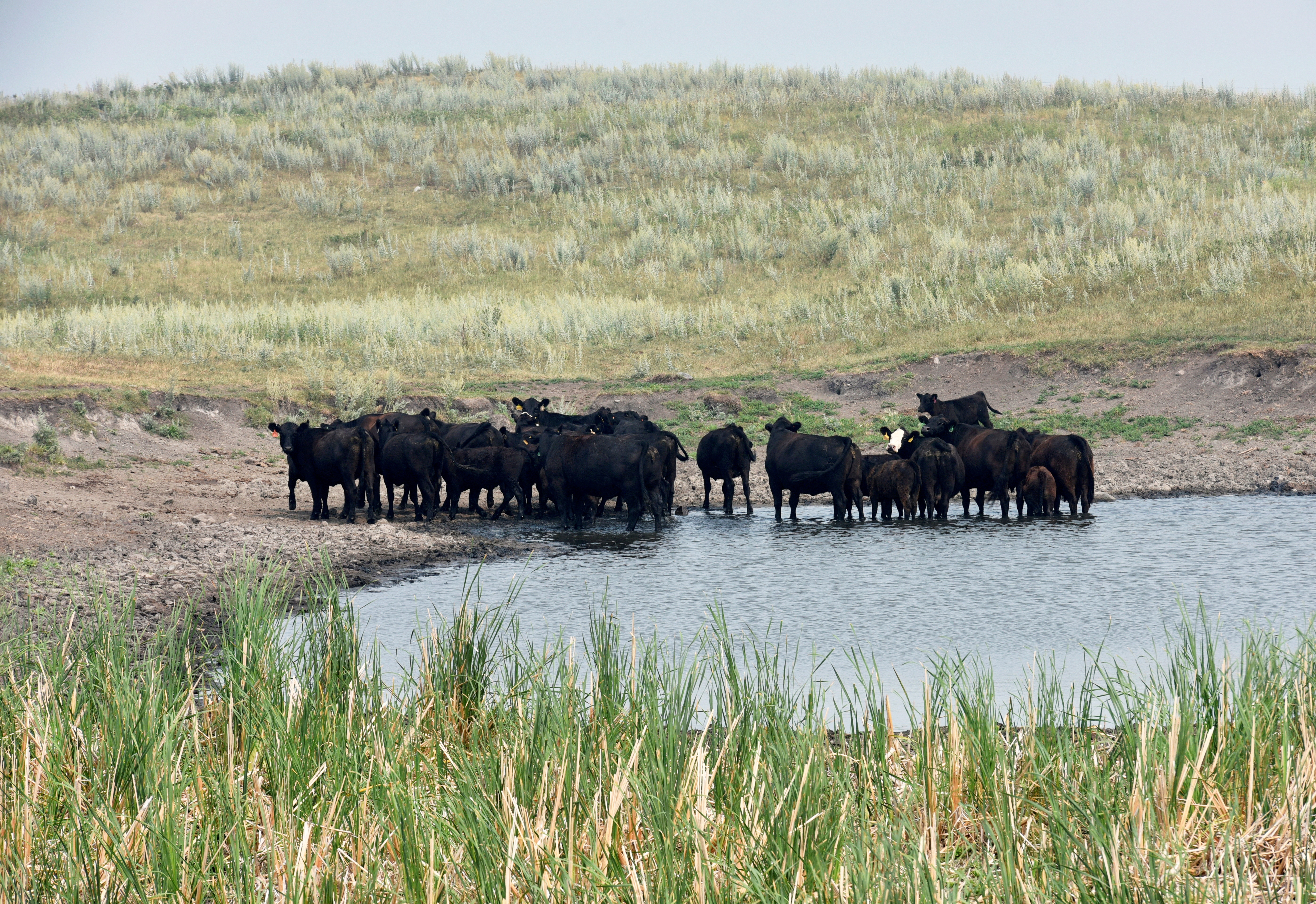 Cattle congregate in mid-day heat at a pasture water pond near Gackle, North Dakota, U.S., July 30, 2021. 