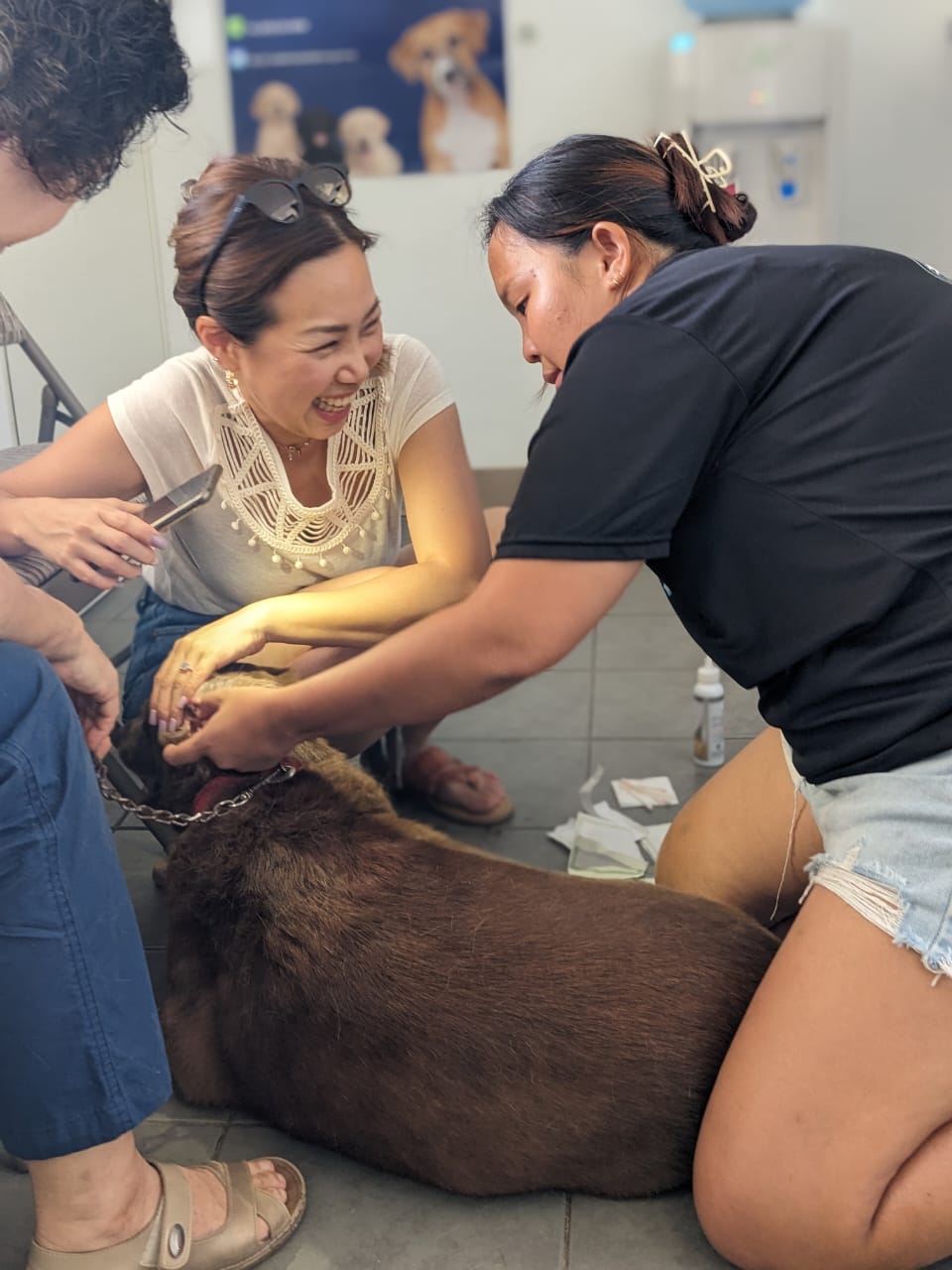 Saipan Humane Society Clinic Director Ruby Ma, right, examines a dog with an ear infection.