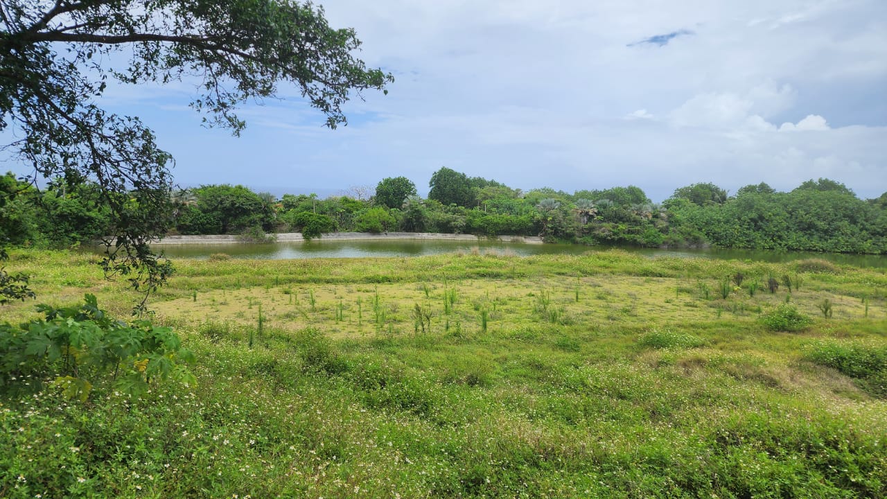 Palm trees and other vegetation are seen on Rota Resort’s unattended golf course.