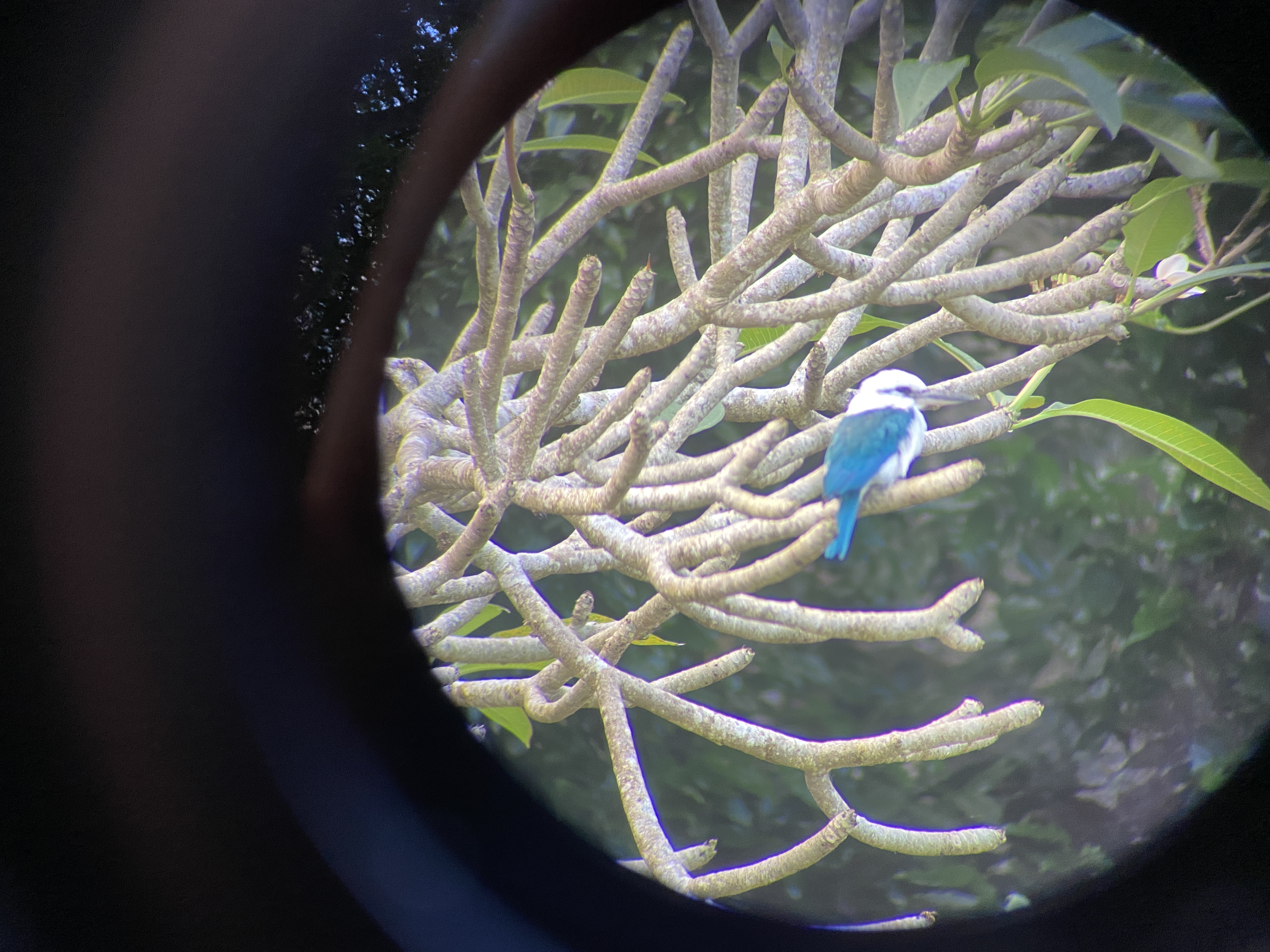 A view of a kingfisher as seen through the scope.