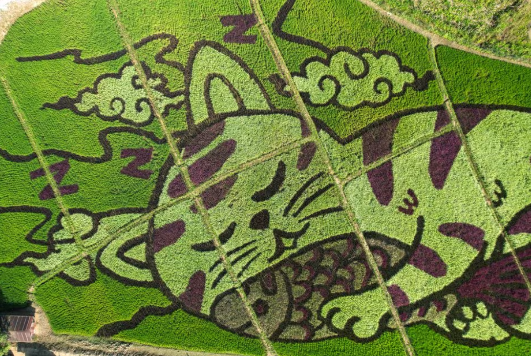 A lively cat image created by Thunyapong Jaikum, a Thai farmer and artist, is seen in rice fields in Chiang Rai province, north of Thailand, Dec. 16, 2023.
