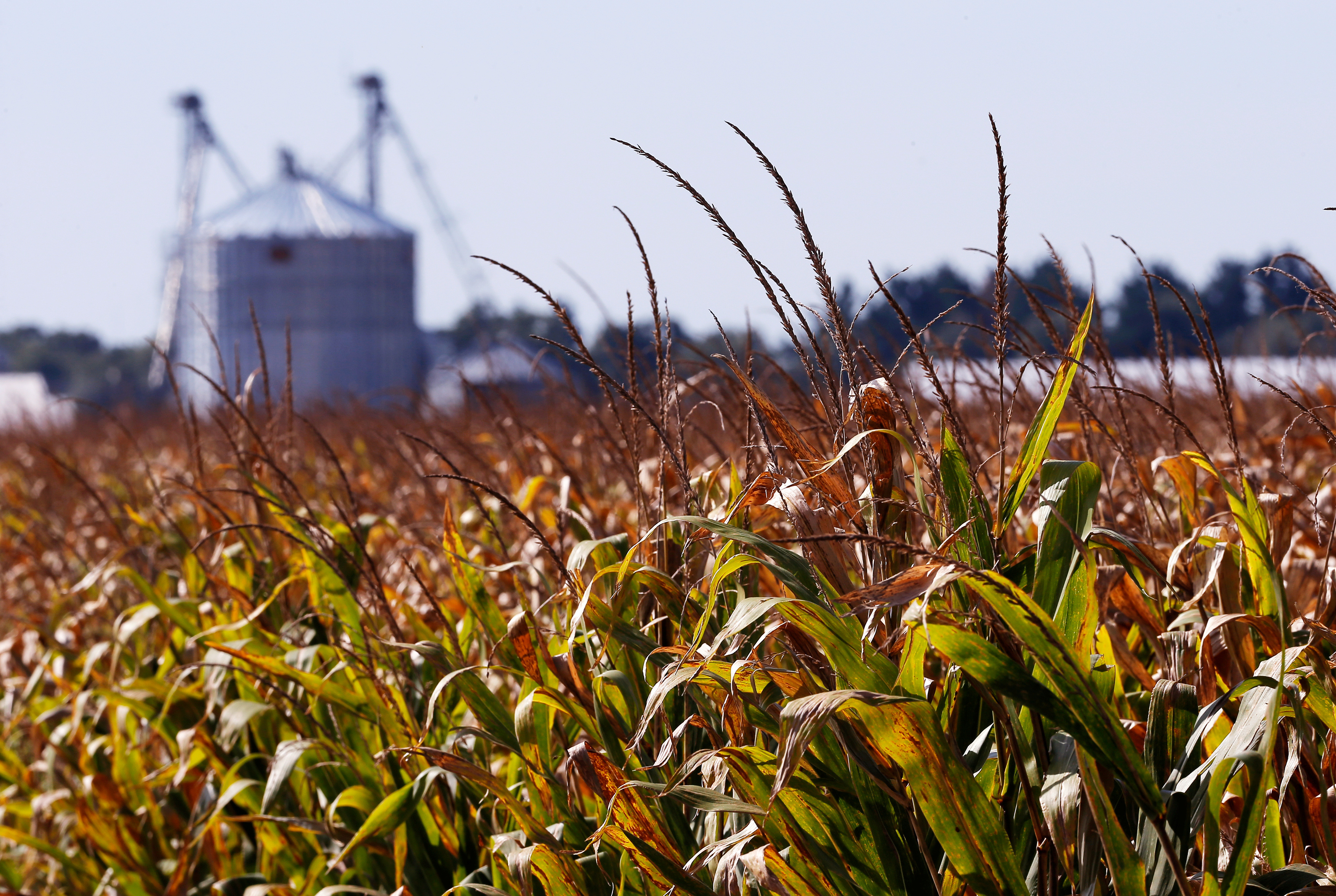 Grain bins are seen on the property that was formerly part of the Gibson family farmstead in Morocco, Indiana, September 13, 2016. 