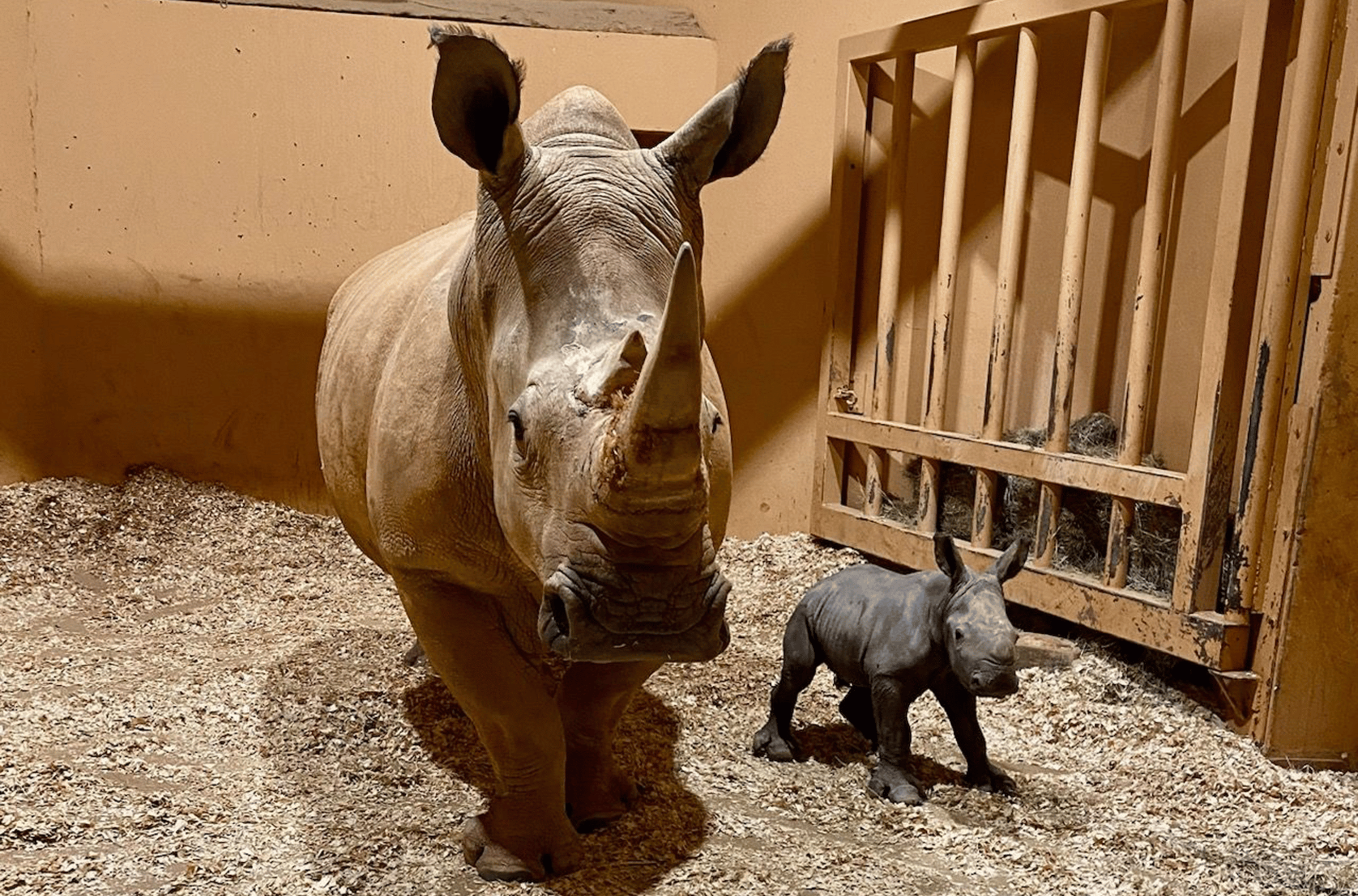 Zoo Atlanta welcomed a newborn southern white rhinoceros calf on Christmas Eve, Dec. 24, 2023. The largest of five rhino species, southern white rhino calves are born weighing 100-150 lbs.