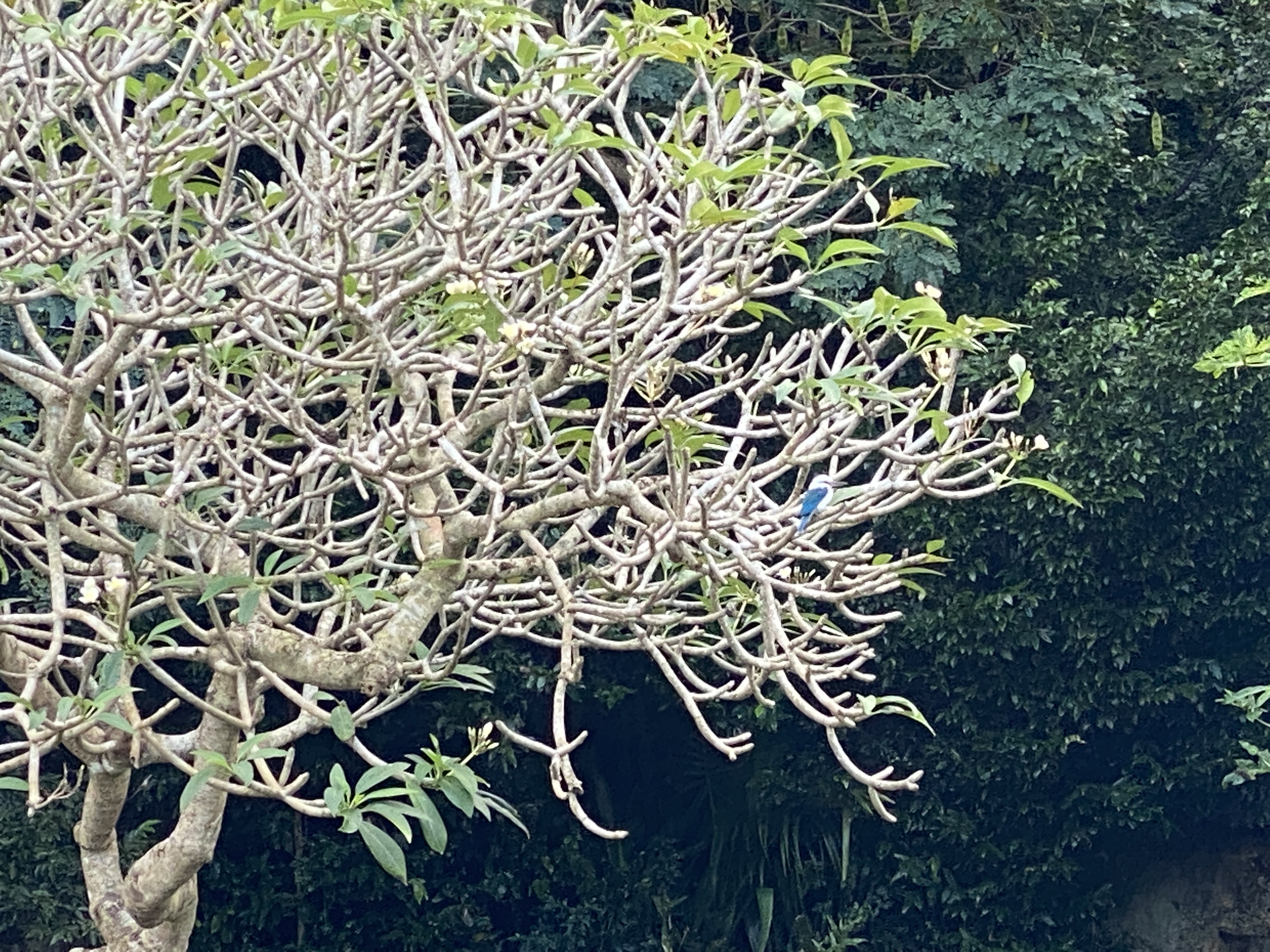 A kingfisher rests on a plumeria tree at Last Command Post.