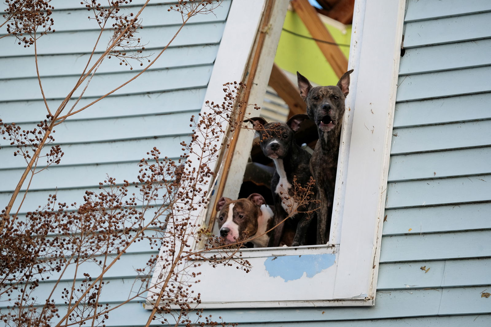 Dogs look out from a severely damaged home a day after a tornado hit Madison, Tennessee, U.S. December 10, 2023. 