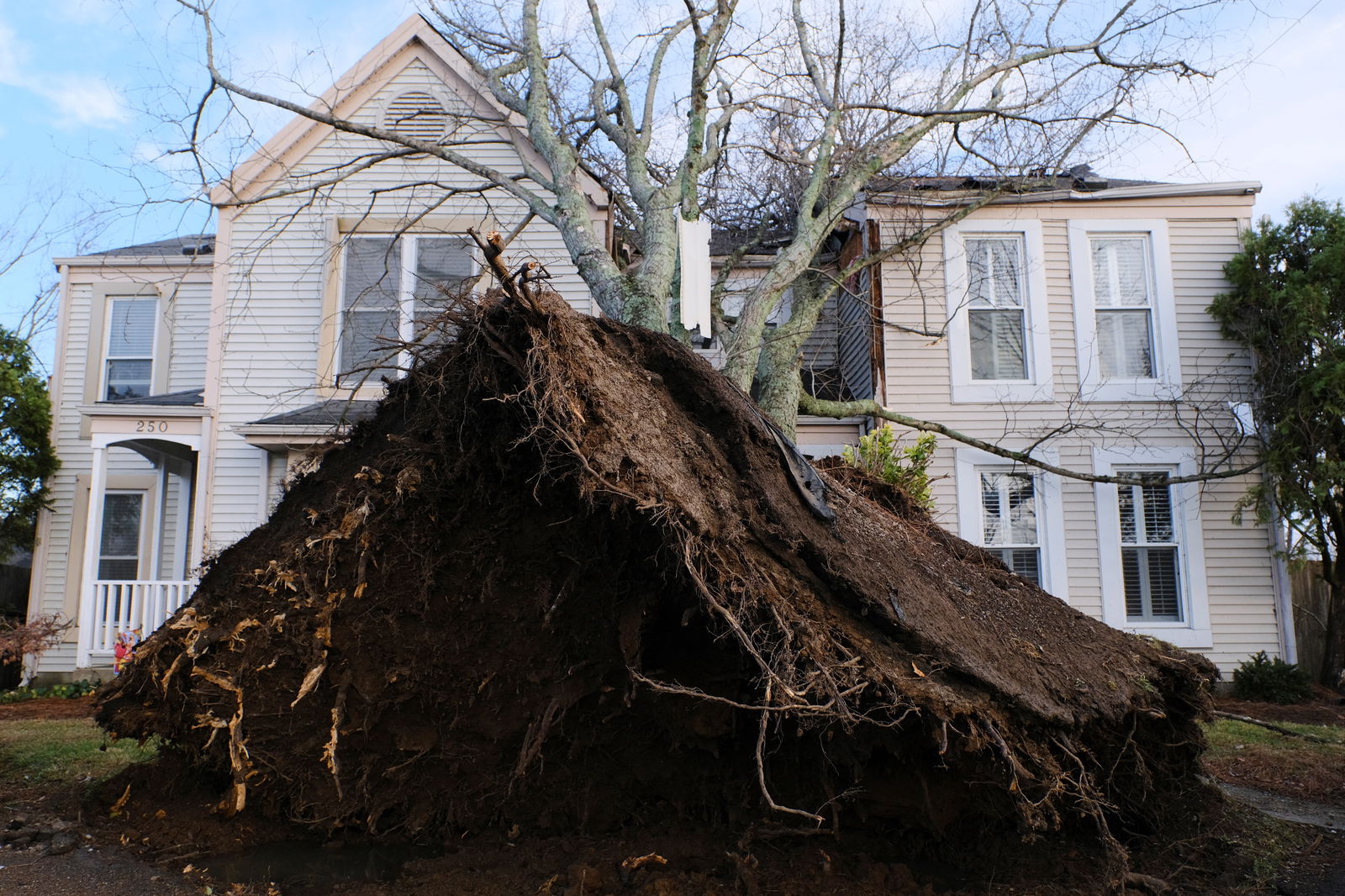A tree uprooted on Nesbitt Lane a day after a tornado hit Madison, Tennessee, U.S. December 10, 2023. 