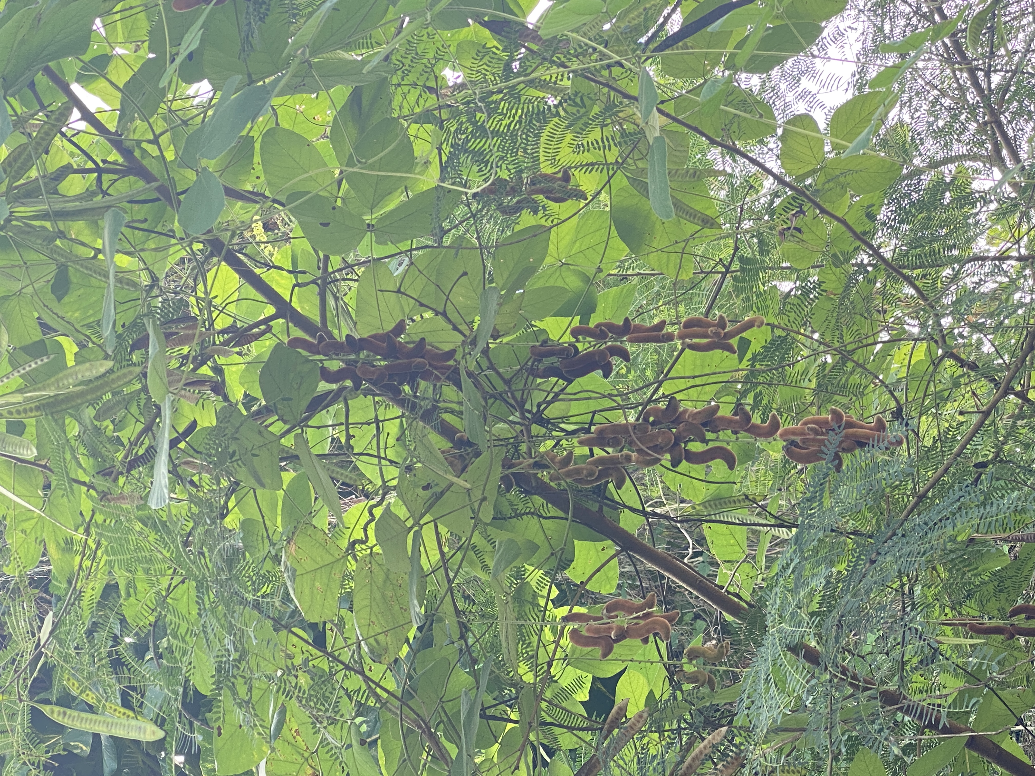 The velvet bean can grow up to 50 feet high, Invasive Species Technician Jesse Deleon Guerrero said. The spicules on the beans can become airborne and then fall onto residents, causing severe itching.