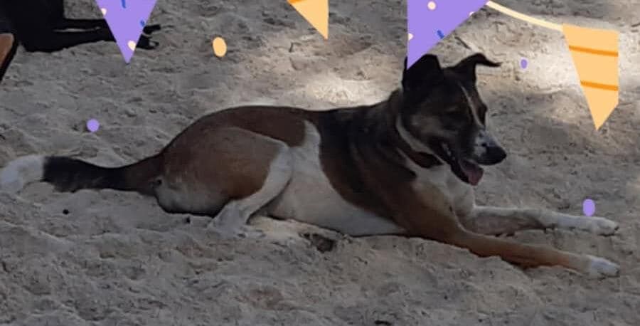 Priya is a boonie dog with a mixed brown, black, and white coat. She has distinct white splotches of fur on her left chest and belly.  