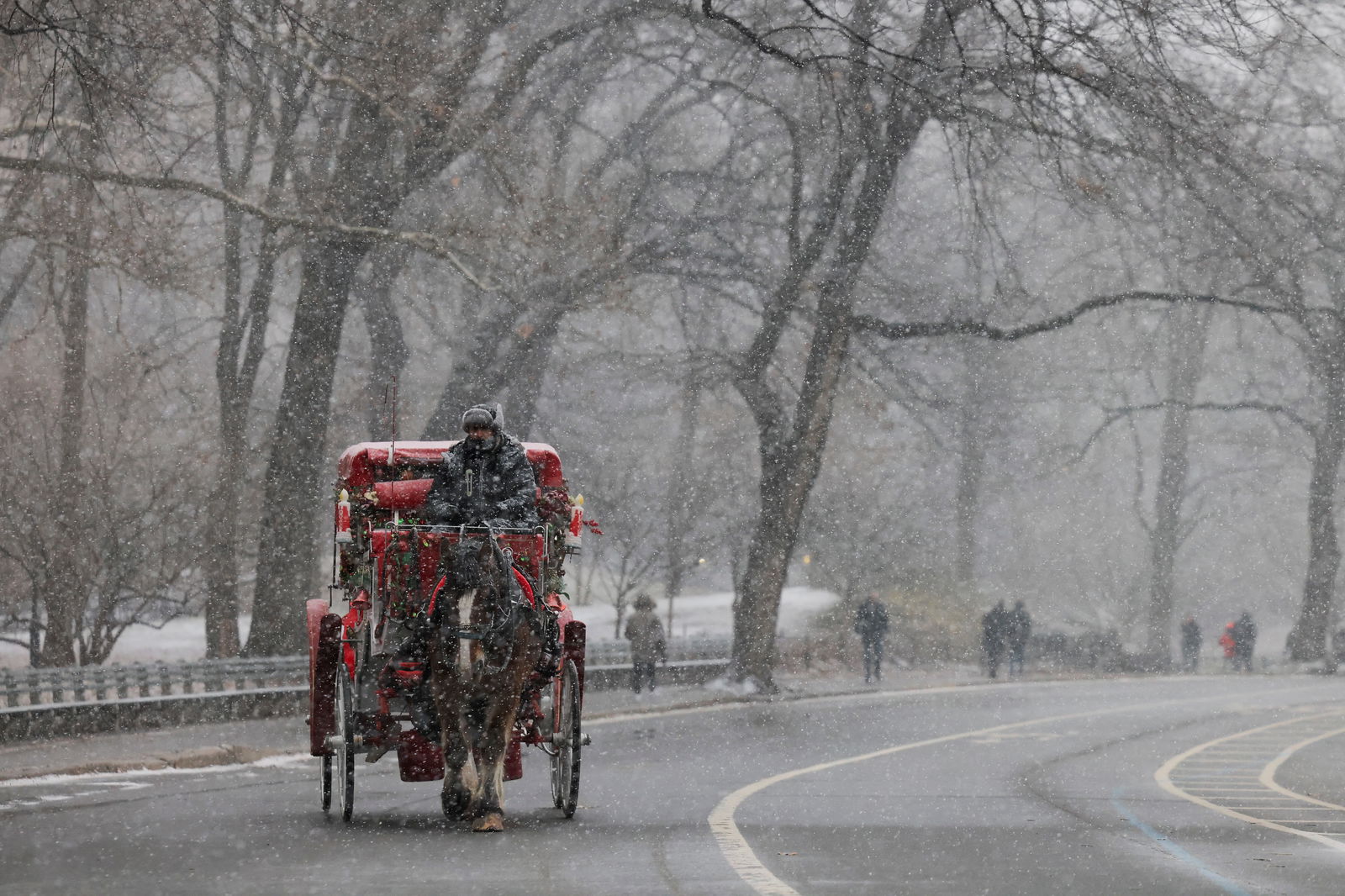 A person rides a carriage as snow falls in Central Park, New York City, U.S., January 6, 2024. 