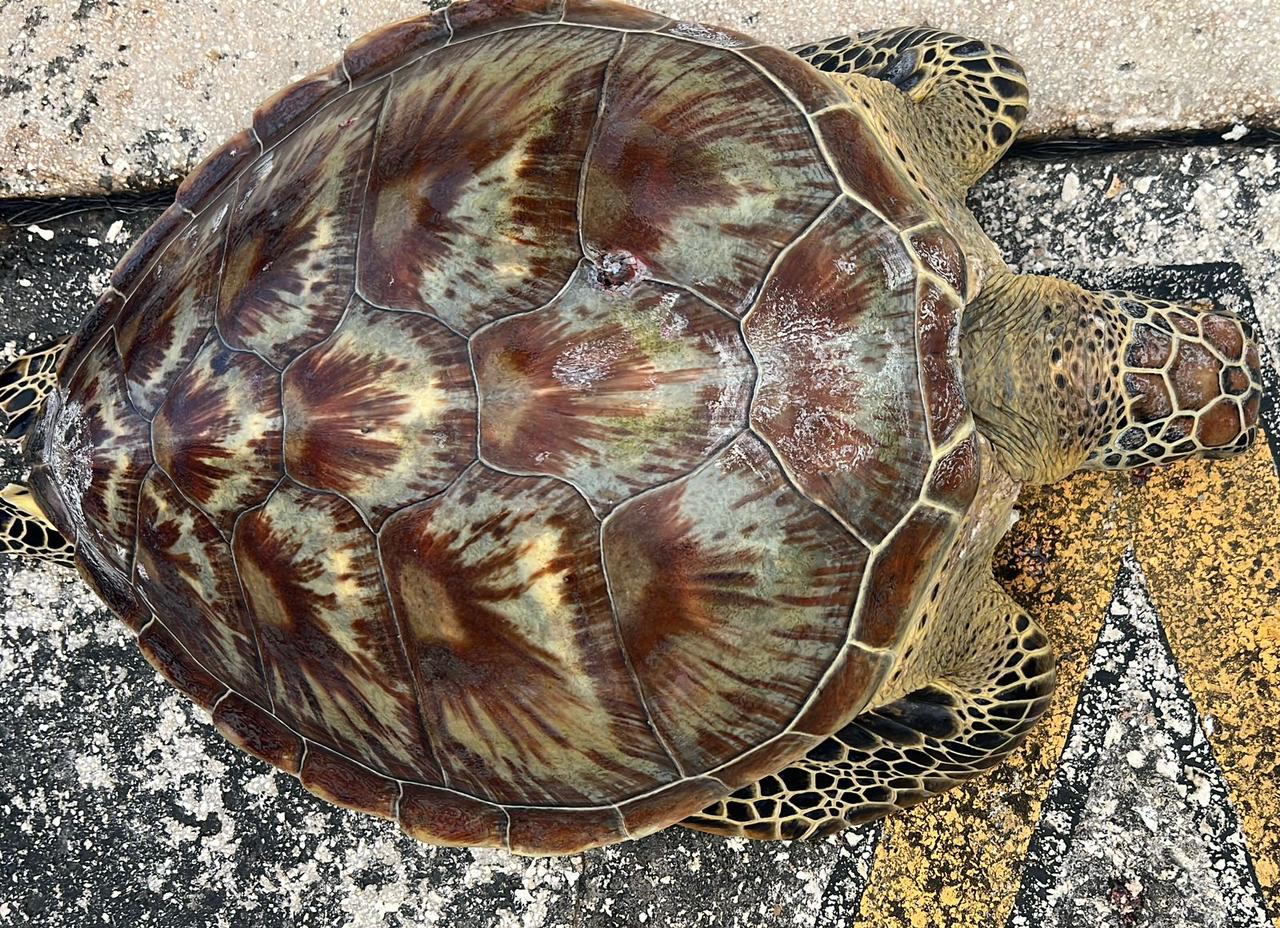 DLNR and DFW are seeking information from the public regarding this green sea turtle, which was recovered in the waters at Smiling Cove Marina. A small puncture wound can be seen in the top right corner of the turtle's shell.