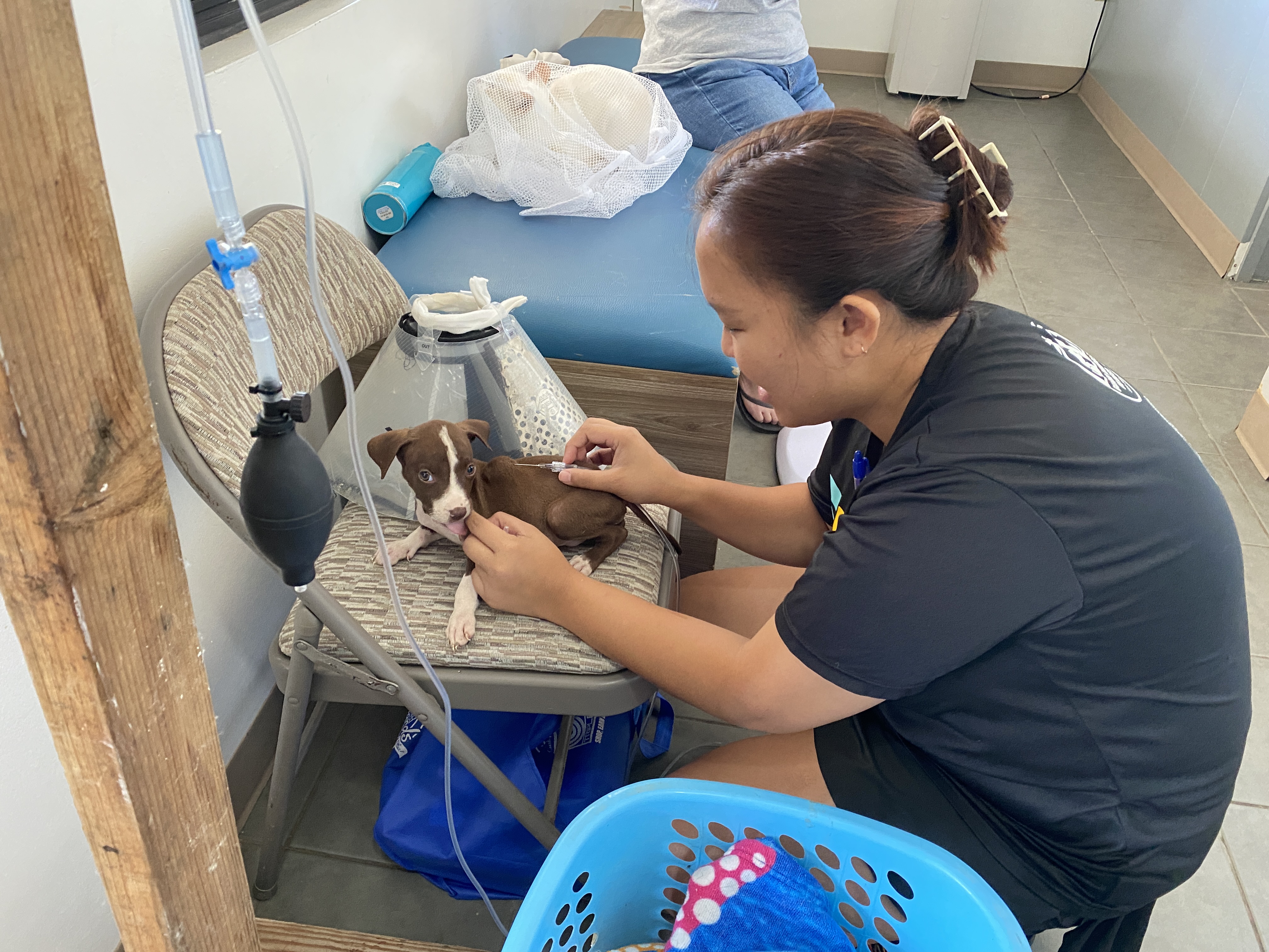 Ruby Ma, Saipan Humane Society clinic manager, tends to a puppy at the Saipan mayor’s animal shelter on Jan. 8, 2024.