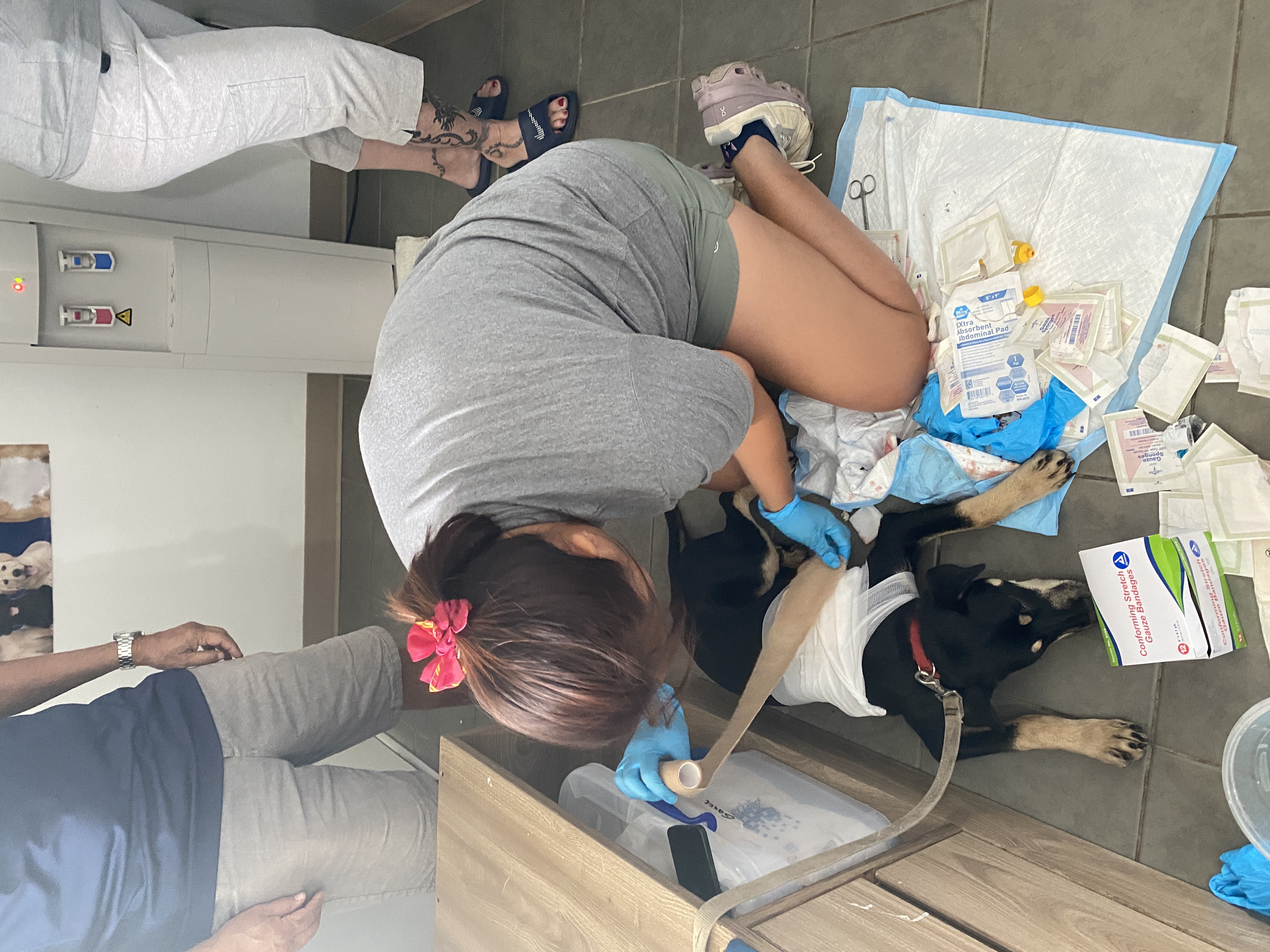 Saipan Humane Society clinic manager Ruby Ma bandages an injured dog that was brought to the SHS clinic on Thursday. 