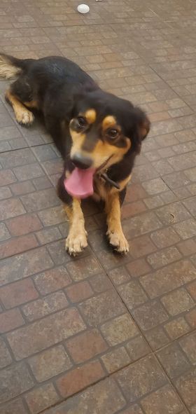 Is this your dog? Contact (670) 285-5333 for more information. 
