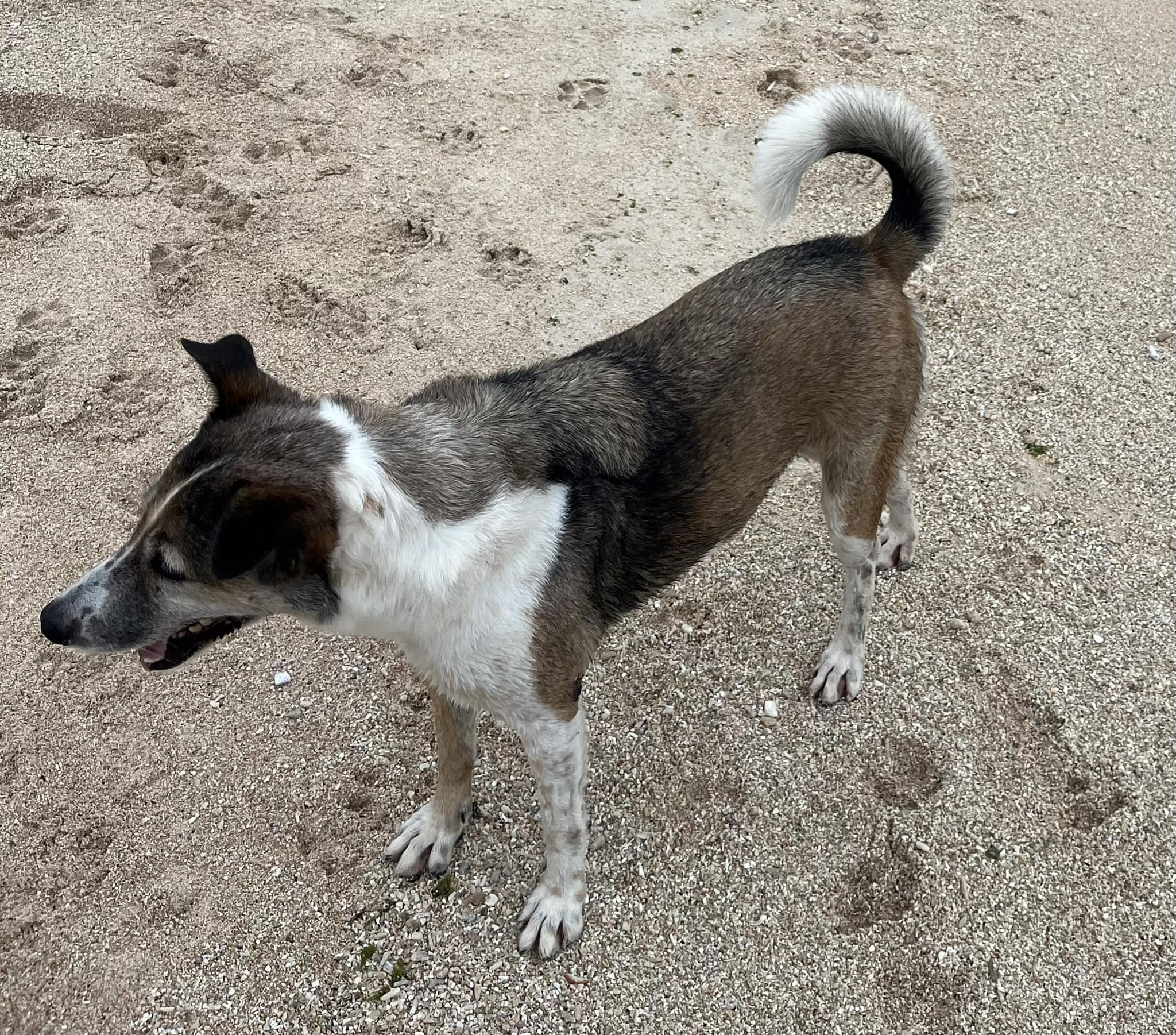 Leith Poole is asking people in the vicinity of San Vicente Elementary School to keep an eye out for Priya because she went missing in that area.