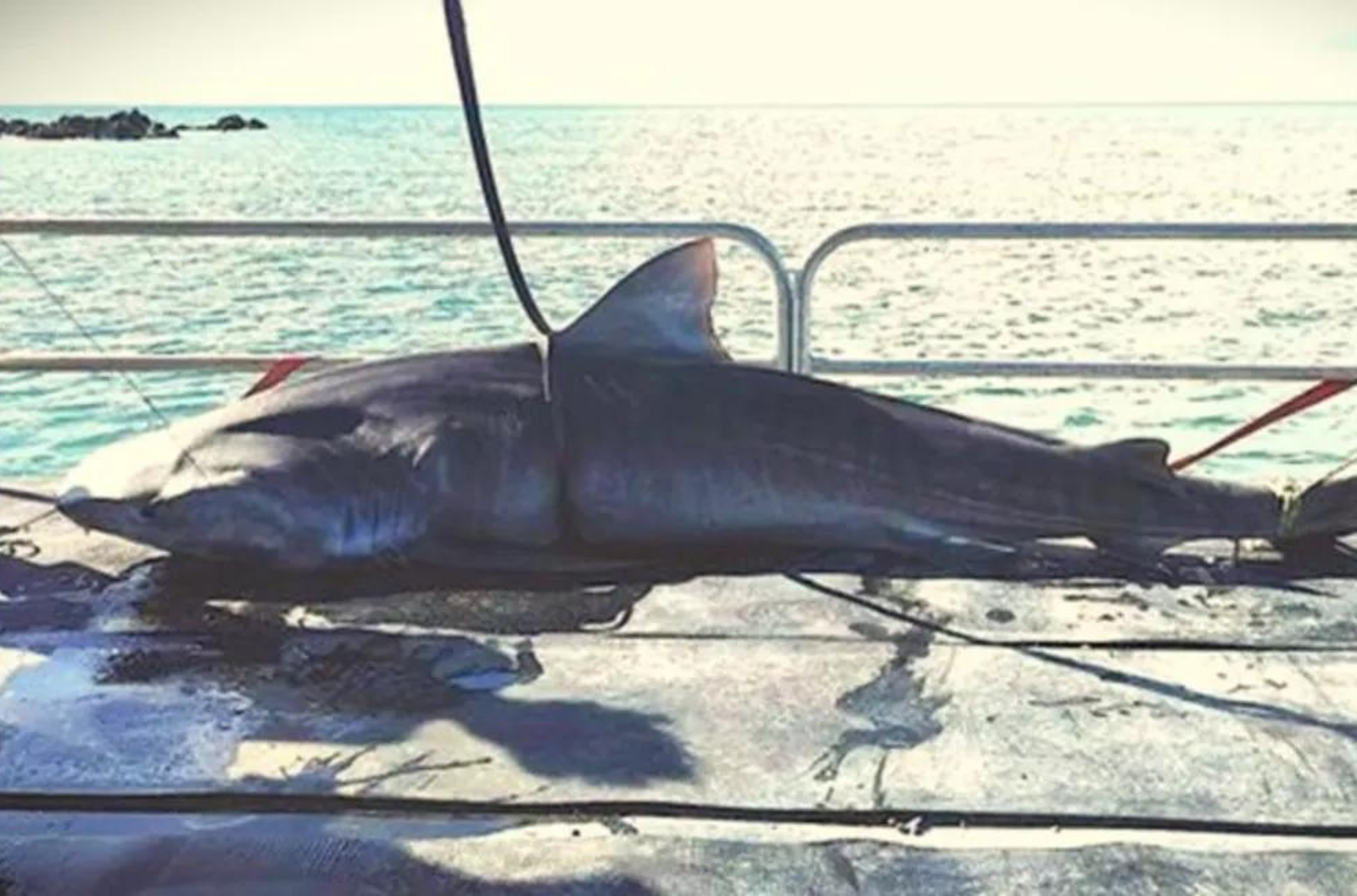 Tiger shark culled in Noumea in February 2023.