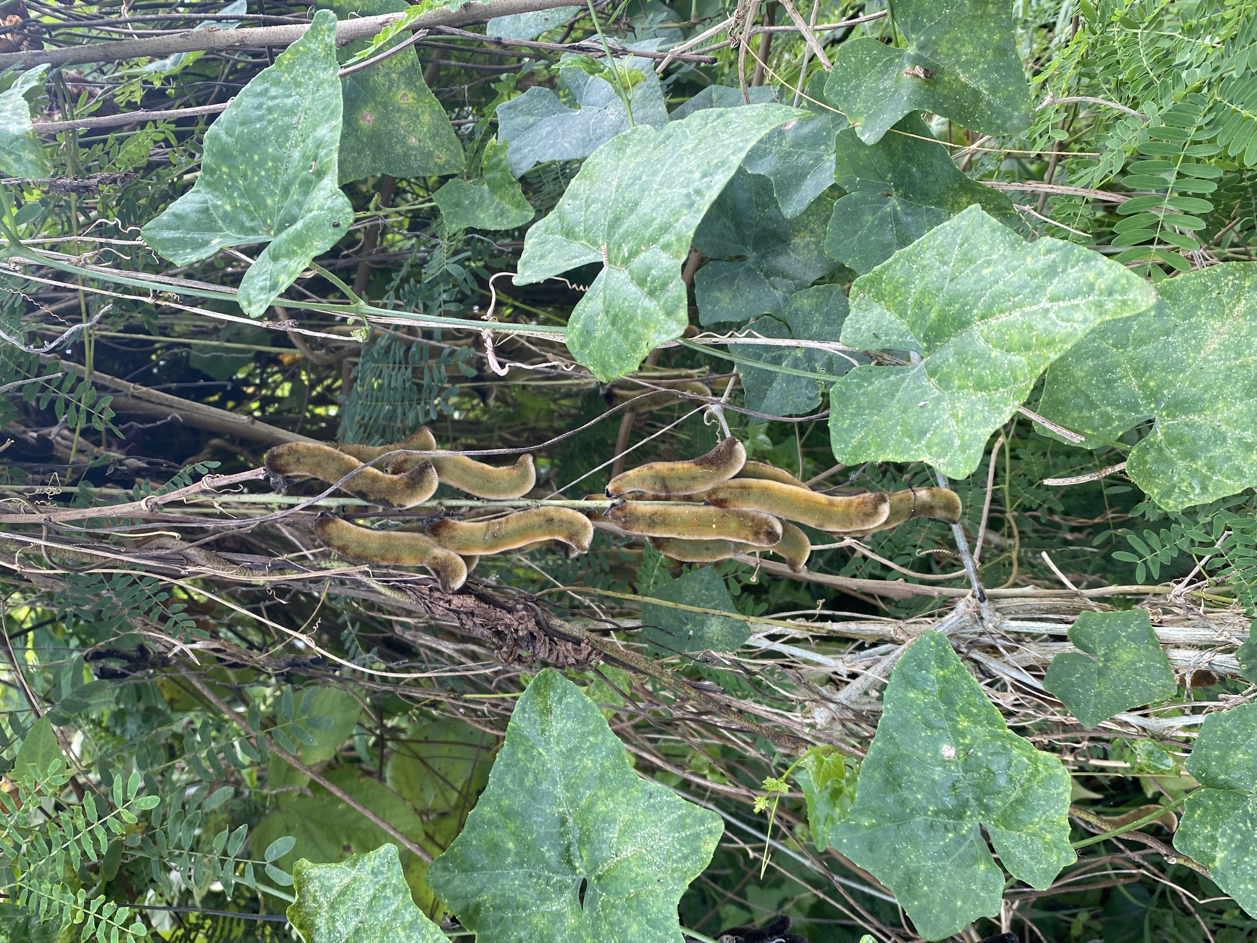 The hair-like spicules of the velvet bean are a health hazard, and the vine's seeds have an ability to lay dormant for a long time.