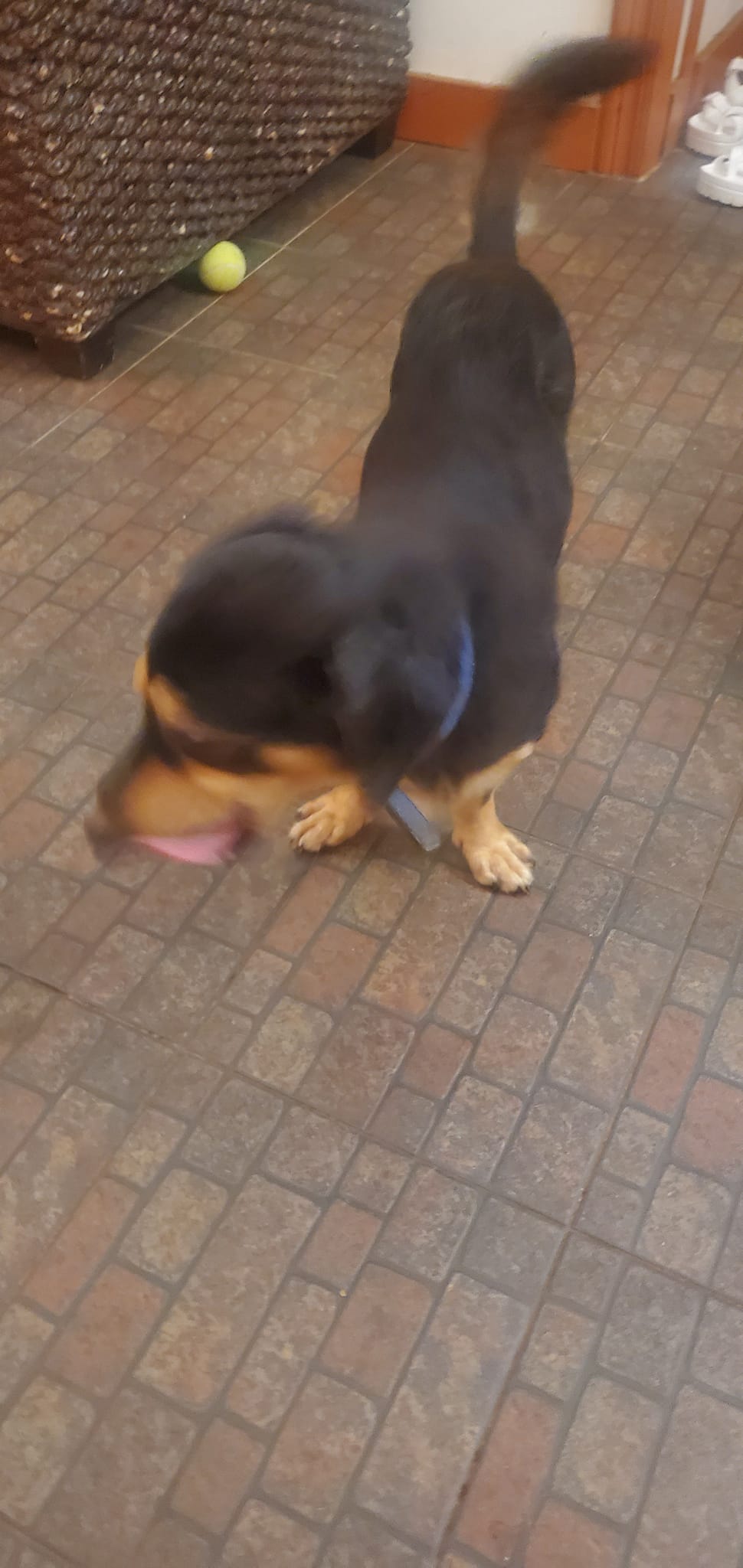 This dog was found near the Kagman Community Center and Laolao Bay Golf and Resort