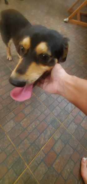Kyoko Elliot said she found this dog at her front door after firework celebrations began in Kagman. 
