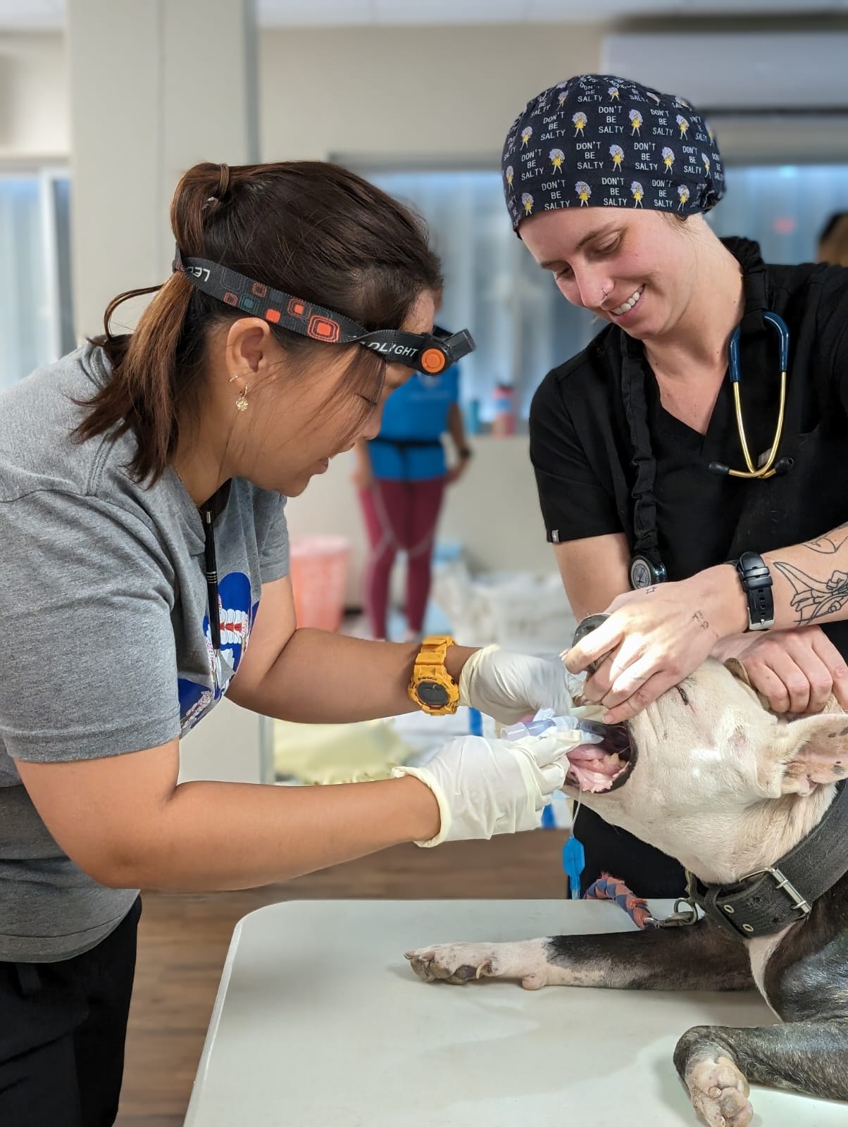 Saipan Humane Society clinic manager Ruby Ma and visiting veterinarian technician Lauren Ruiz treat a pet at an ongoing spay and neuter clinic at the Koblerville Community Center on Monday.
