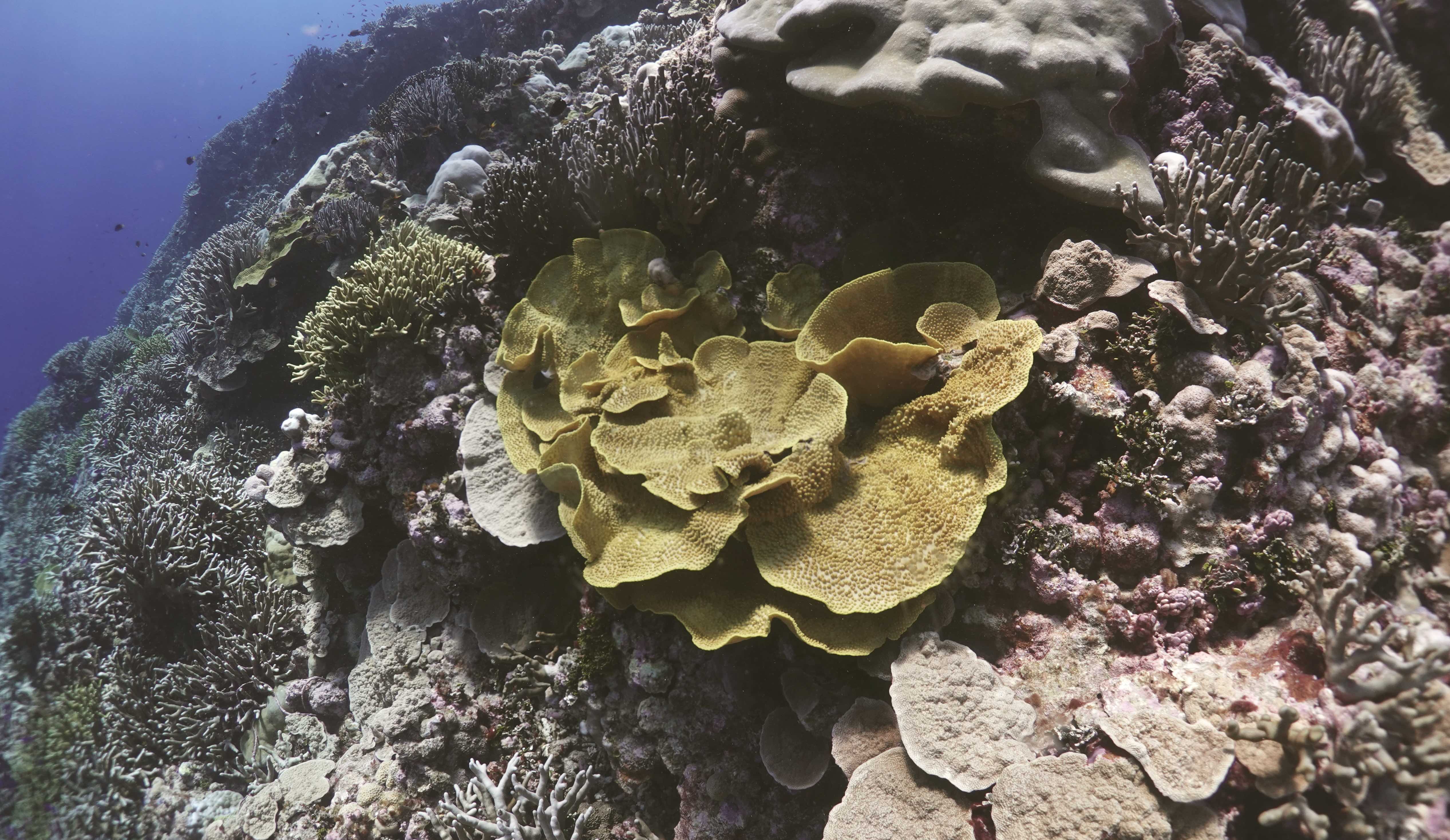Lettuce coral in a reef off of Pingelap Atoll in Pohnpei. The coral survived despite the heat stress during the last El Niño several years ago. Scientists are interested to see if the coral will survive another heat stress expected next year.