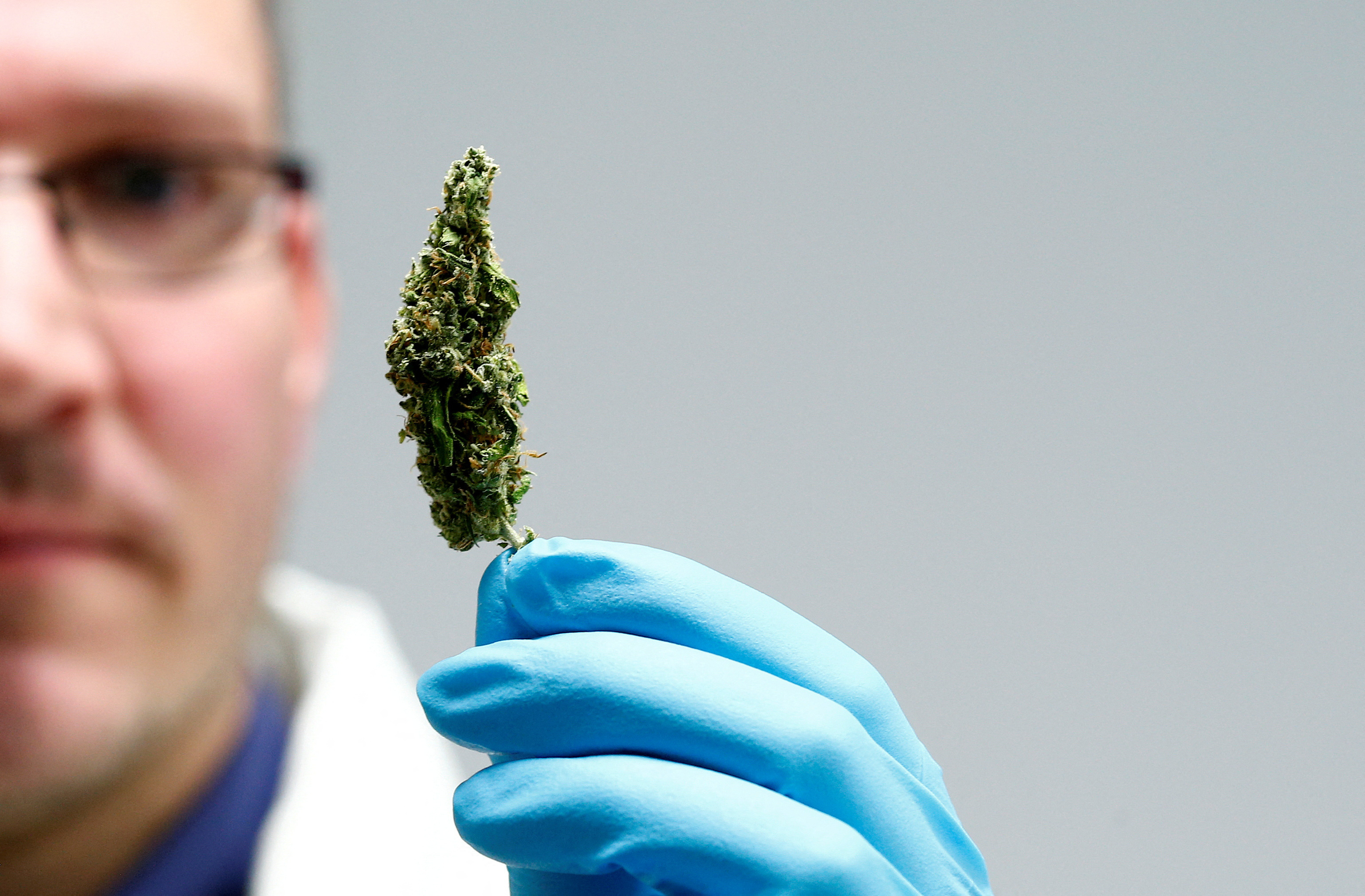 FILE PHOTO: An employee holds up cannabis in the laboratory at the headquarters of herbal medicines manufacturer Bionorica in Neumarkt, Germany February 9, 2018. Picture taken February 9, 2018. 