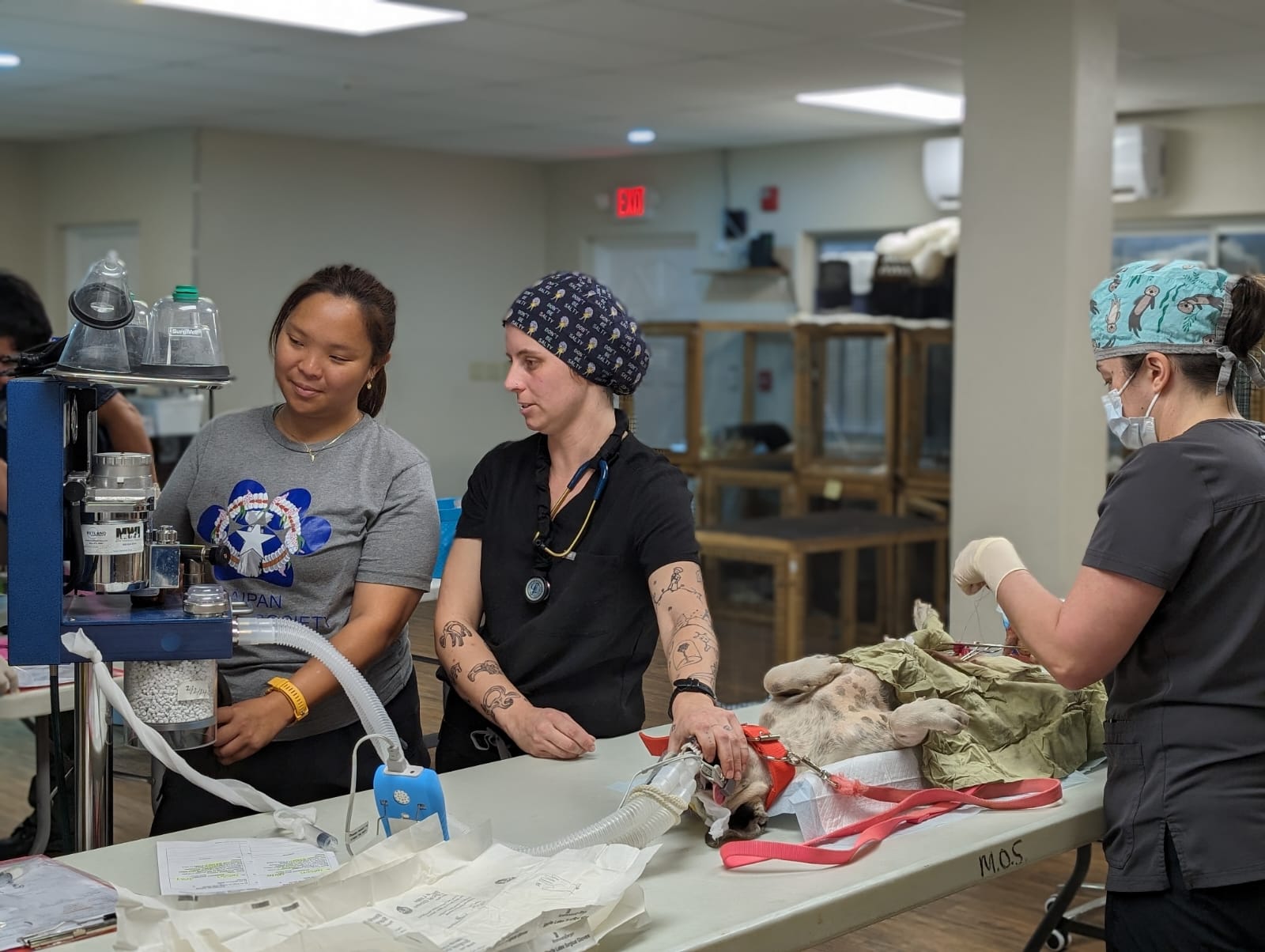 The Saipan Humane Society conducts a spay and neuter clinic at the Koblerville Community Center on Monday. 