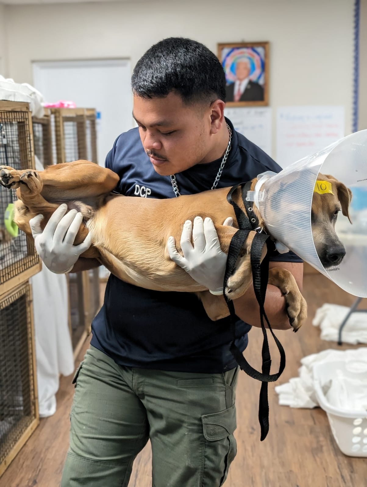 The Dog Control Program's Toshi Tagawa carries an animal at the Koblerville Community Center during the Saipan Humane Society’s February spay and neuter clinic.