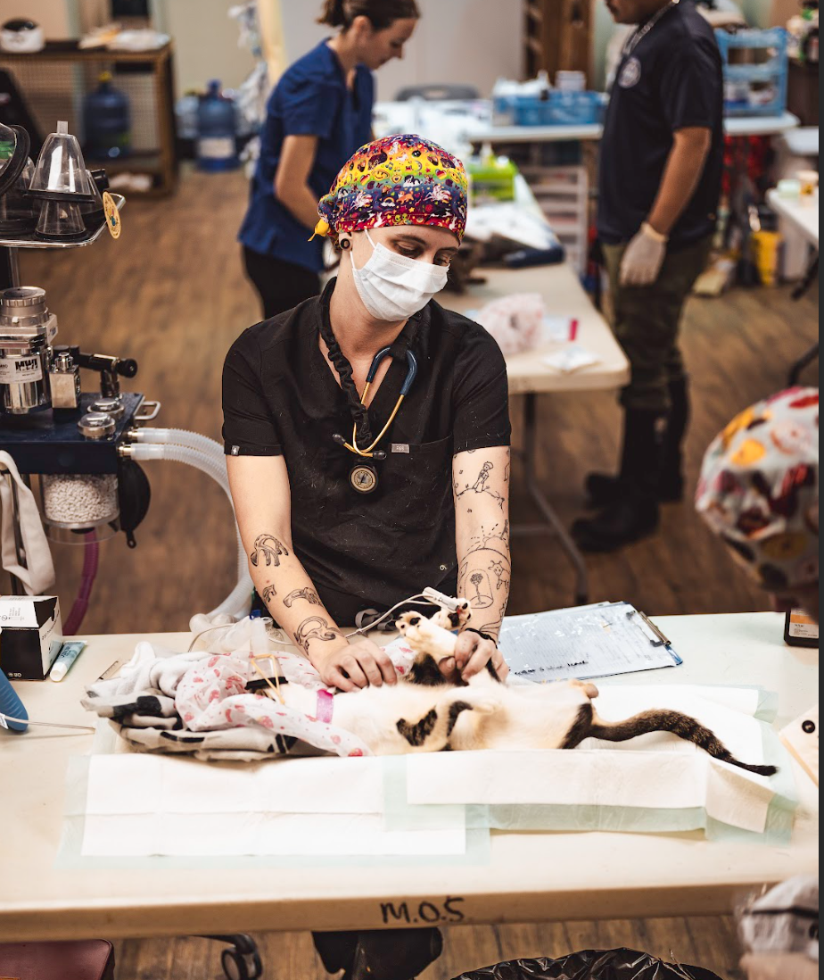 Visiting veterinarian technician Lauren Ruiz examines a pet cat at the Koblerville Community Center, which was transformed into a temporary animal clinic.