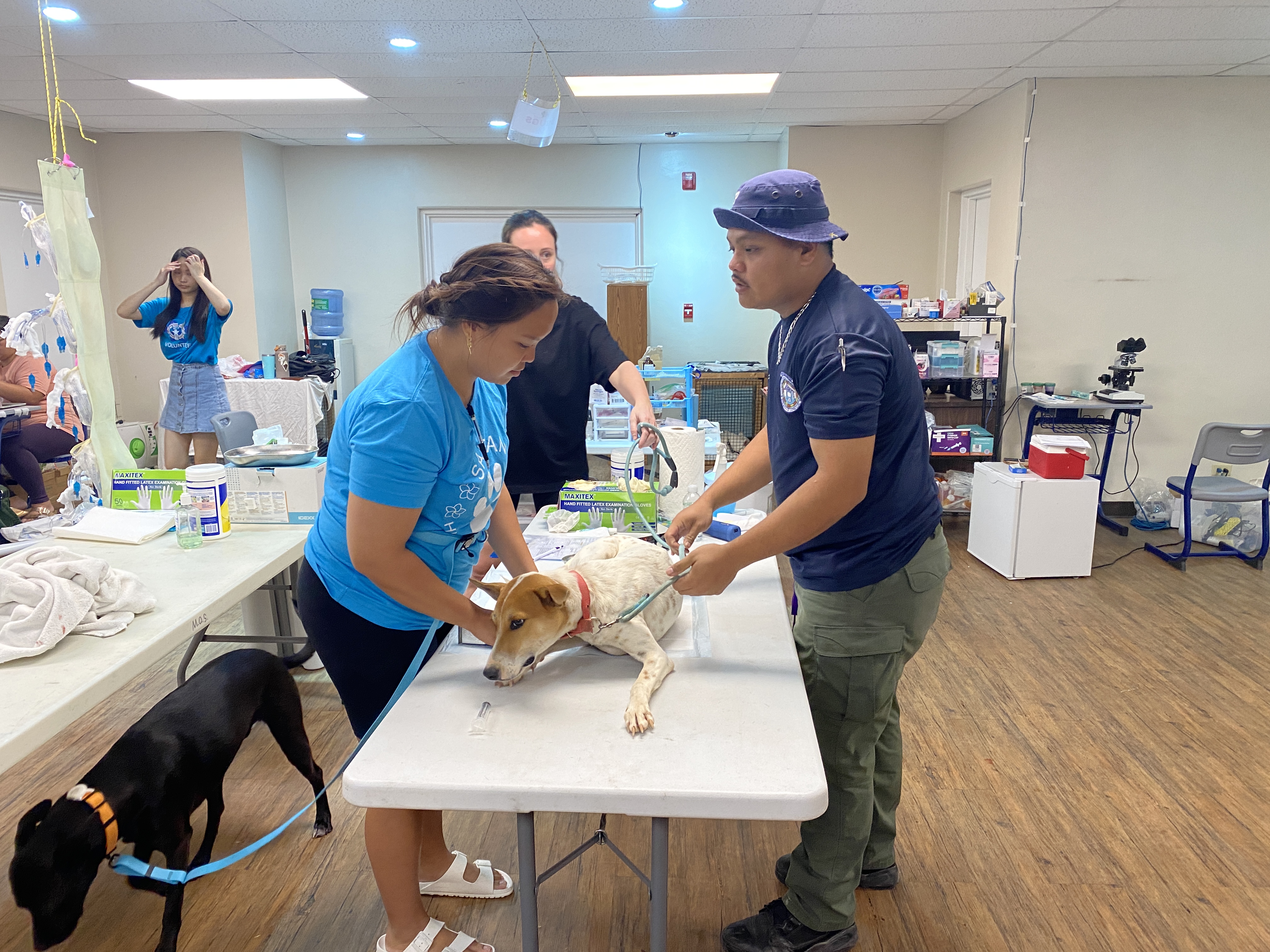 Ruby Ma, left, the clinic manager of Saipan Humane Society, prepares a dog for surgery with the assistance of Toshi Tagawa of the Saipan Mayor’s Office-Dog Control Program.