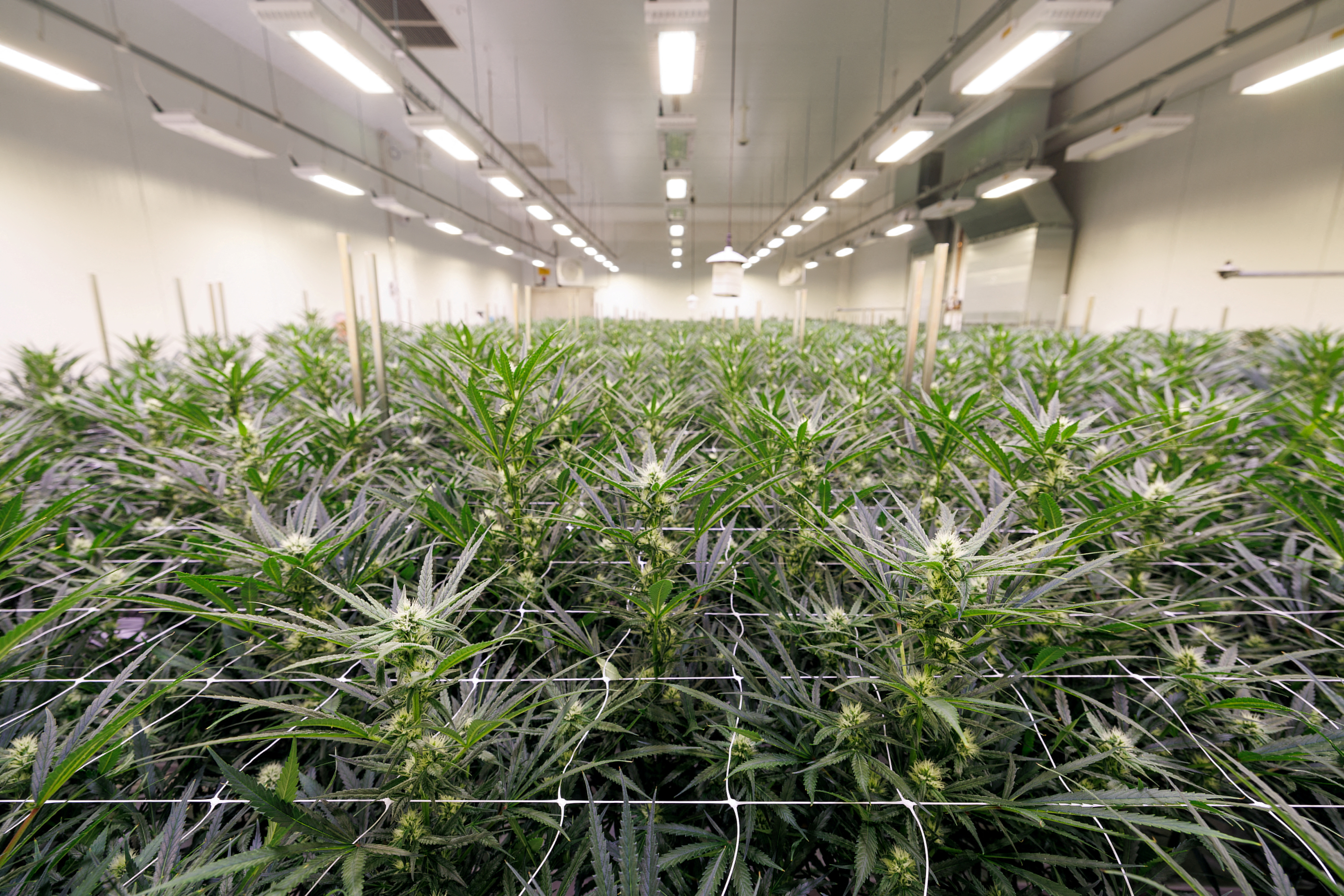 FILE PHOTO: Flowering Cannabis plants grow in a greenhouse of Aurora Deutschland GmbH, a manufacturer of medical Cannabis products, in Leuna, Germany September 11, 2023. 