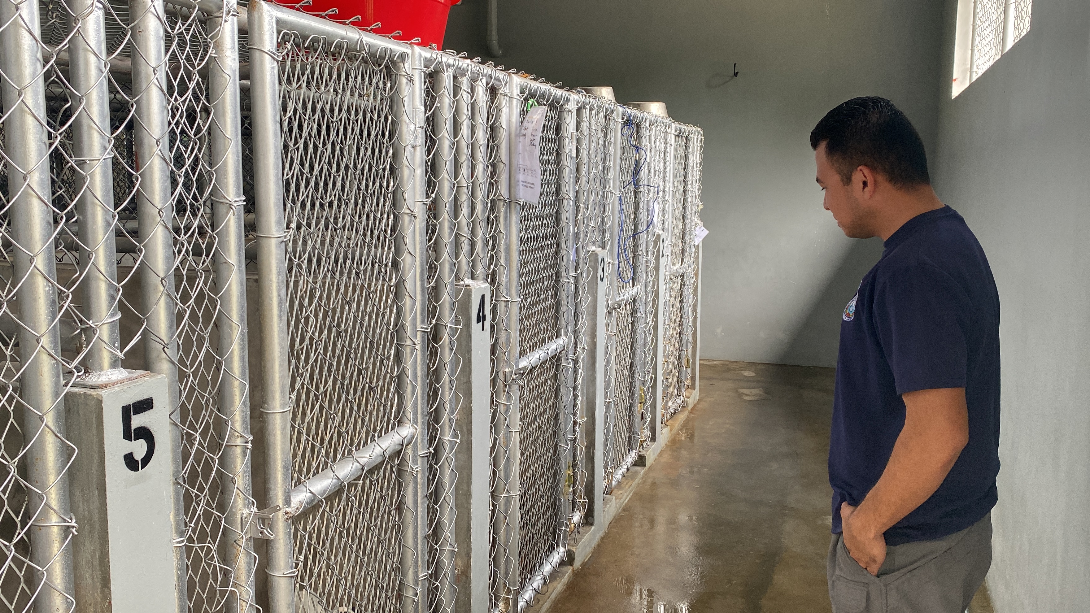 Martin Pangelinan, the dog control program manager, said the 40 kennels at the As Perdido shelter have been repaired by the Saipan Mayor's Office.