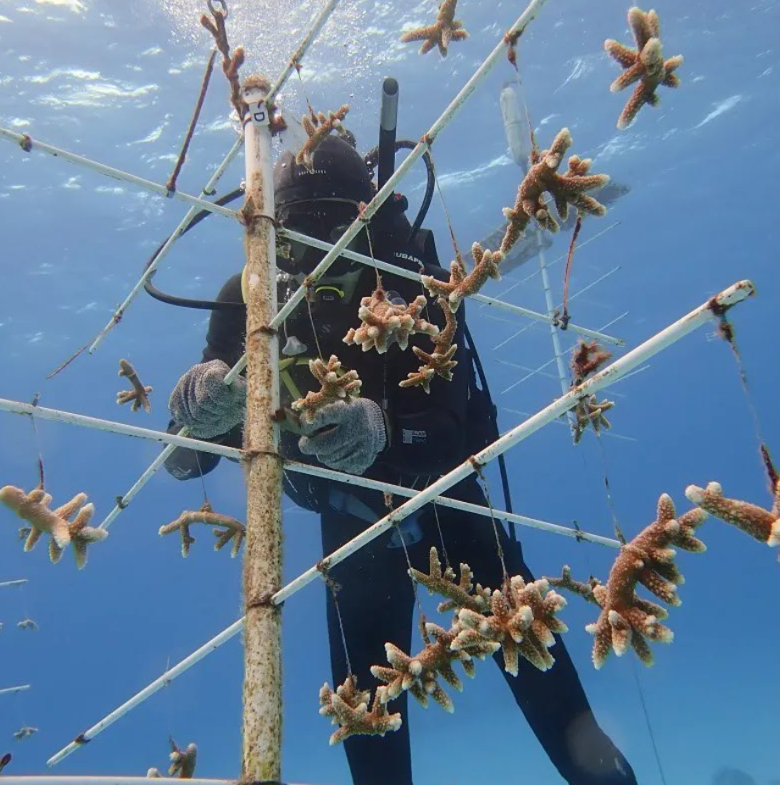 Coral species are grown on PVC pipes located under about 25-30 feet of water in the Saipan Lagoon.