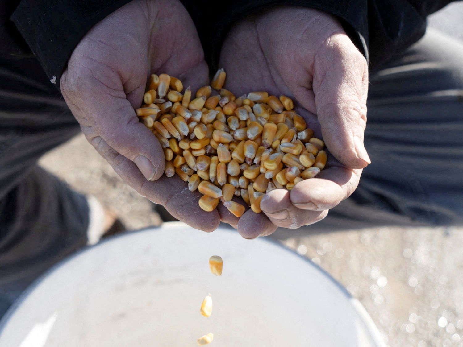 FILE PHOTO: Corn falls out the hands of a farmer at his farm in Buffalo, Illinois, U.S., February 18, 2024. 