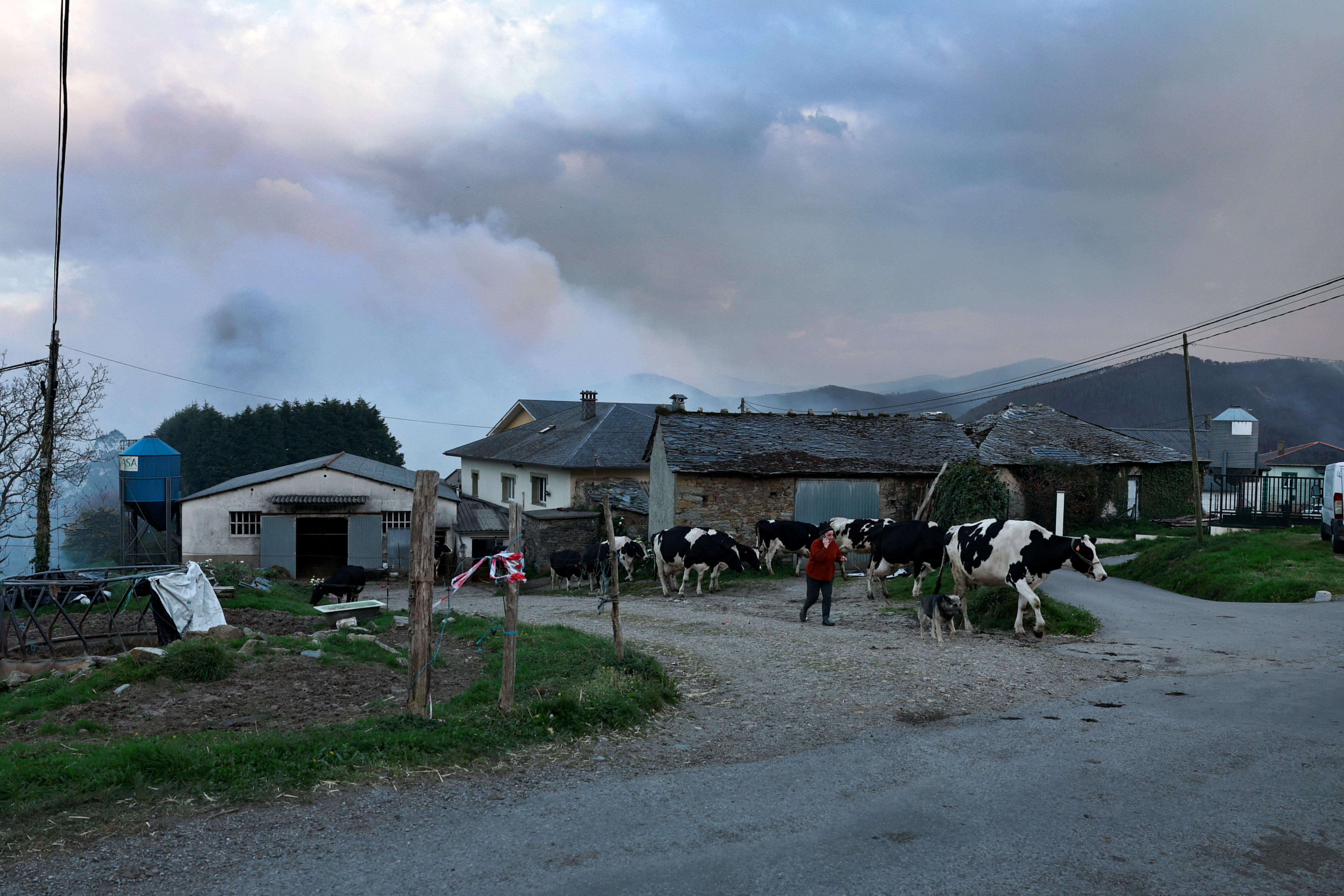 A farmer walks with her cows in the Luarca district, during an outbreak of wildfires in northern Spain's Asturias region, March 31, 2023. 