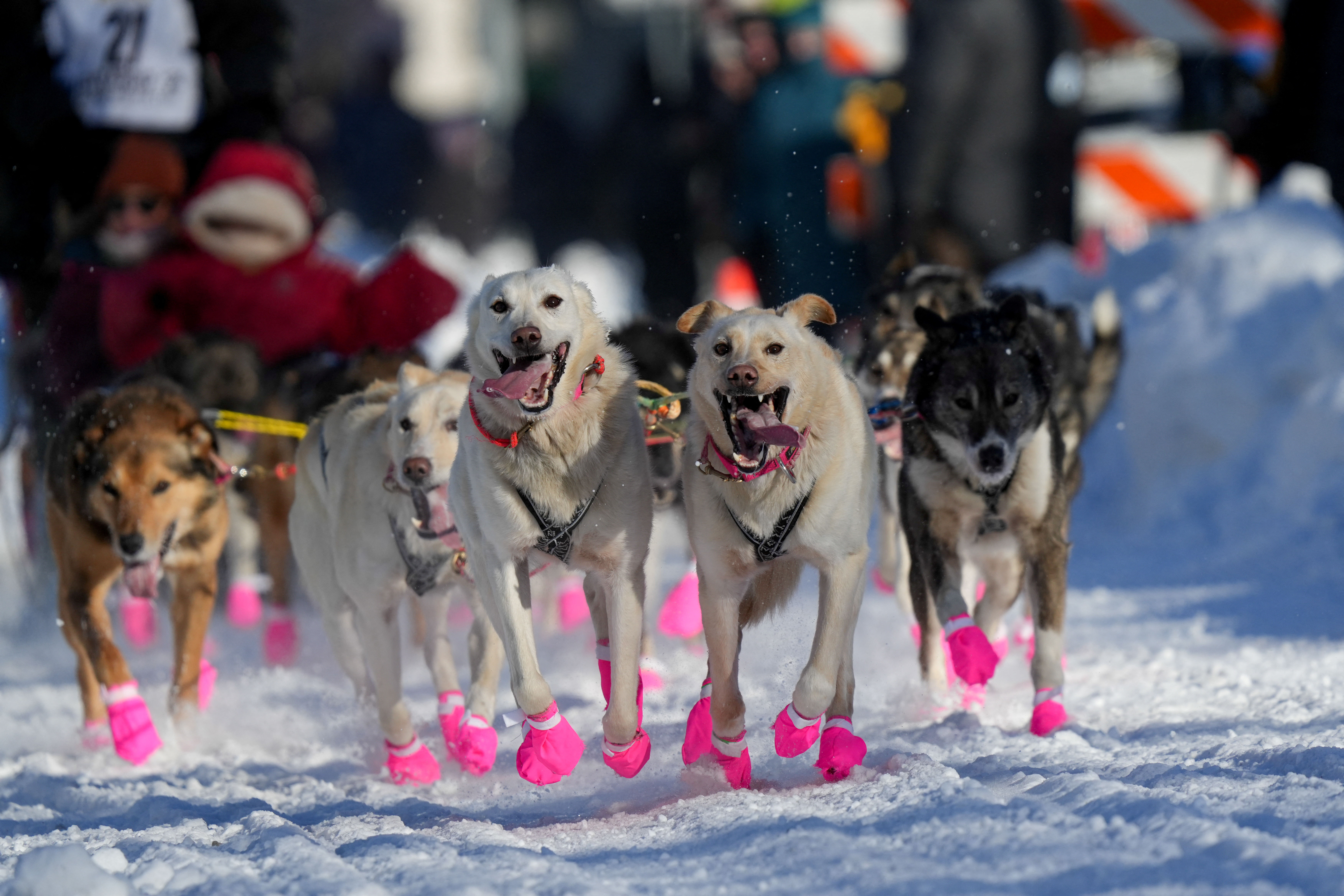 Sean Williams's sled dog team participates in the ceremonial start of the 52nd Iditarod Trail Sled Dog Race in Anchorage, Alaska, U.S. March 2, 2024. 