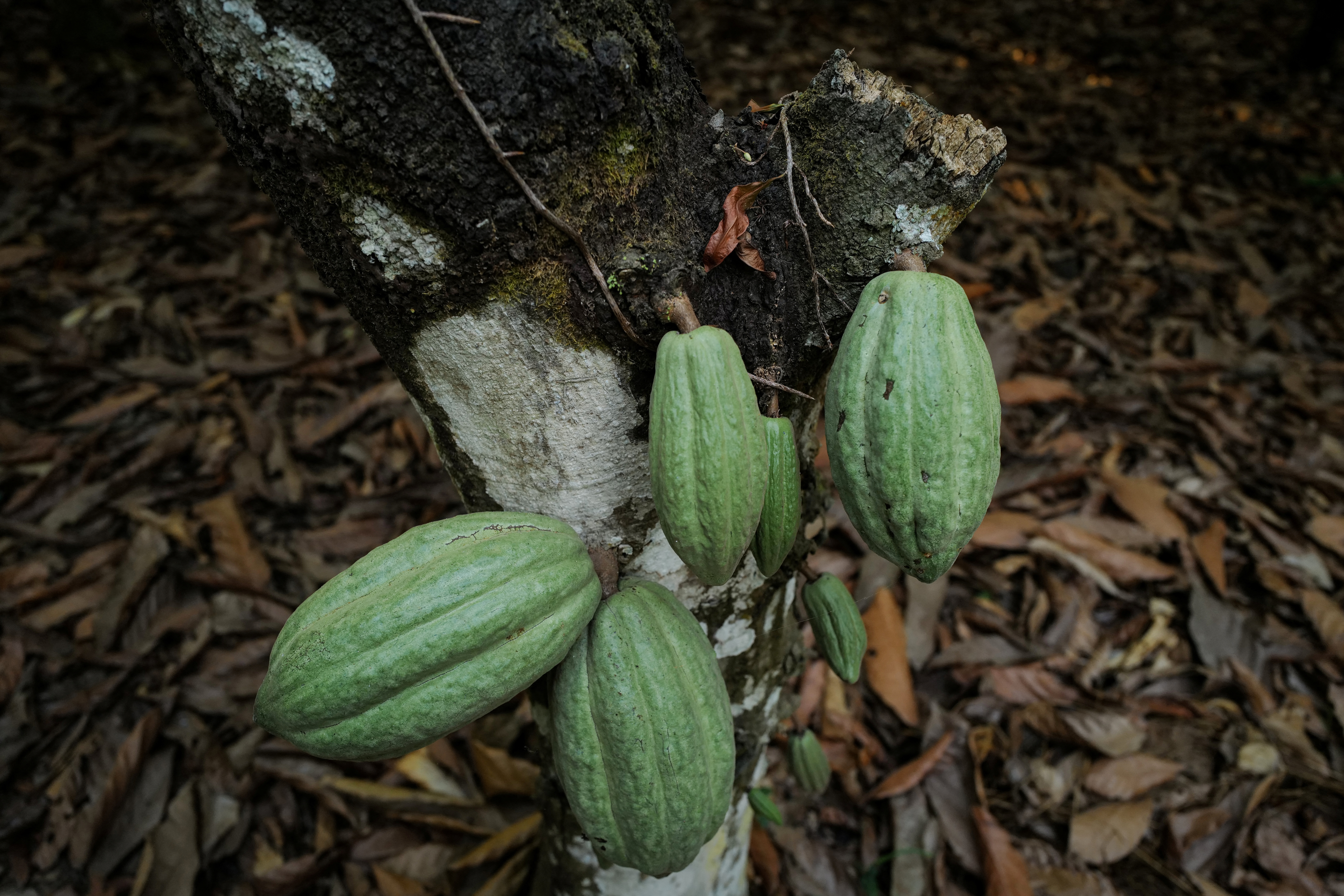 Cocoa pods grow on a farm hit by swollen shoot disease in Osino in the Eastern Region, Ghana, February 27, 2024. In its most sobering assessment to date, according to data compiled since 2018 and obtained exclusively by Reuters, Ghana's cocoa marketing board Cocobod estimates that 590,000 hectares of plantations have been infected with swollen shoot, a virus that will ultimately kill them. Once infected with swollen shoot, plantations must be ripped out and the soil treated before cocoa can be replanted.