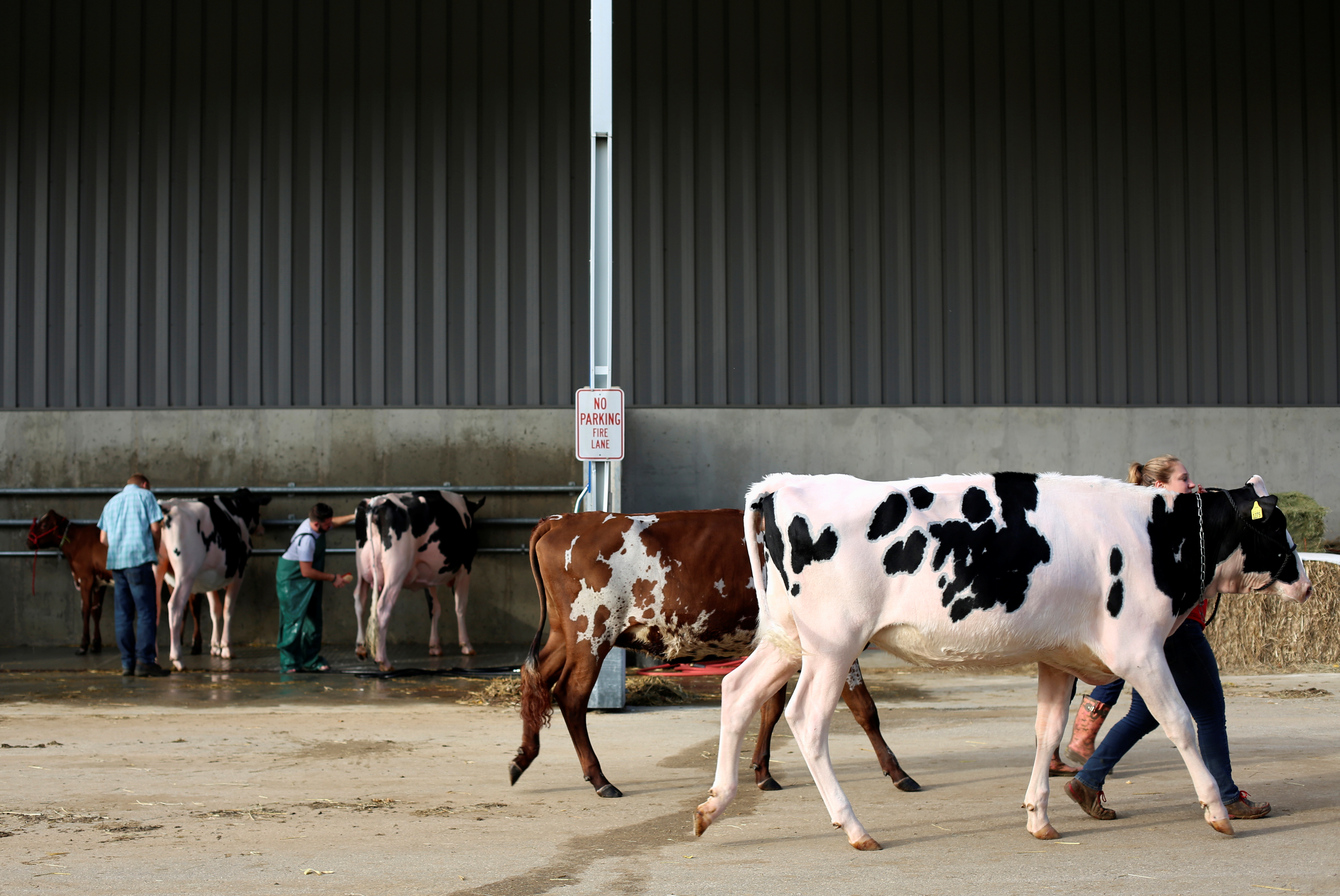 FILE PHOTO: Cows are walked outside the exhibition hall during the World Dairy Expo in Madison, Wisconsin, U.S., October 3, 2018.