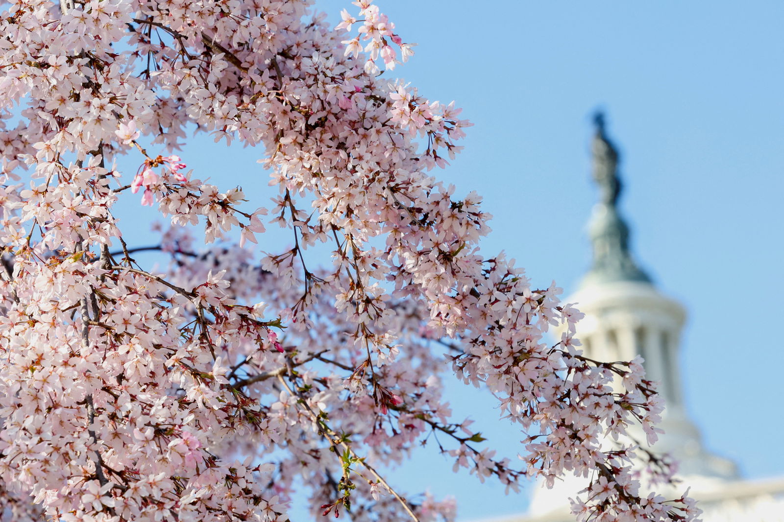 FILE PHOTO: Cherry blossoms bloom near the Capitol in Washington, U.S., March 20, 2024. 