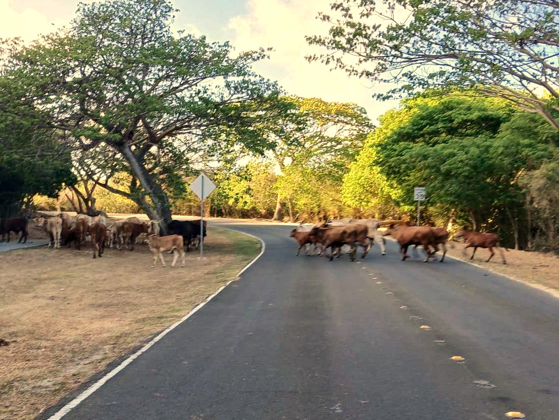 Cows cross the road in Marpi on Friday.