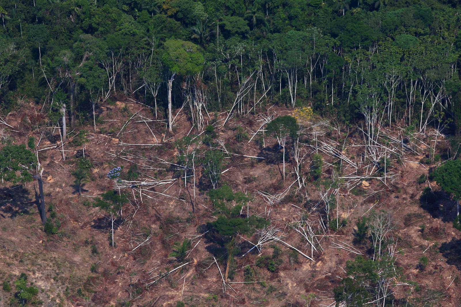 FILE PHOTO: A deforested and burnt plot is seen in Jamanxim National Forest in the Amazon, near Novo Progresso, Para state, Brazil September 11, 2019. 
