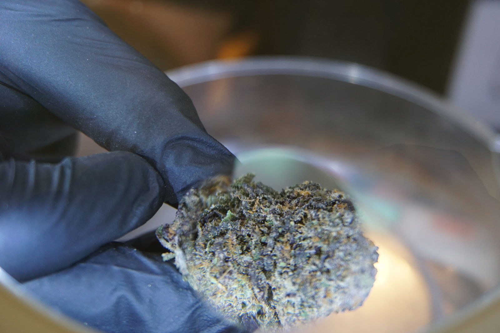 Courtney Nakazato proudly displays Hawaiian Rain 