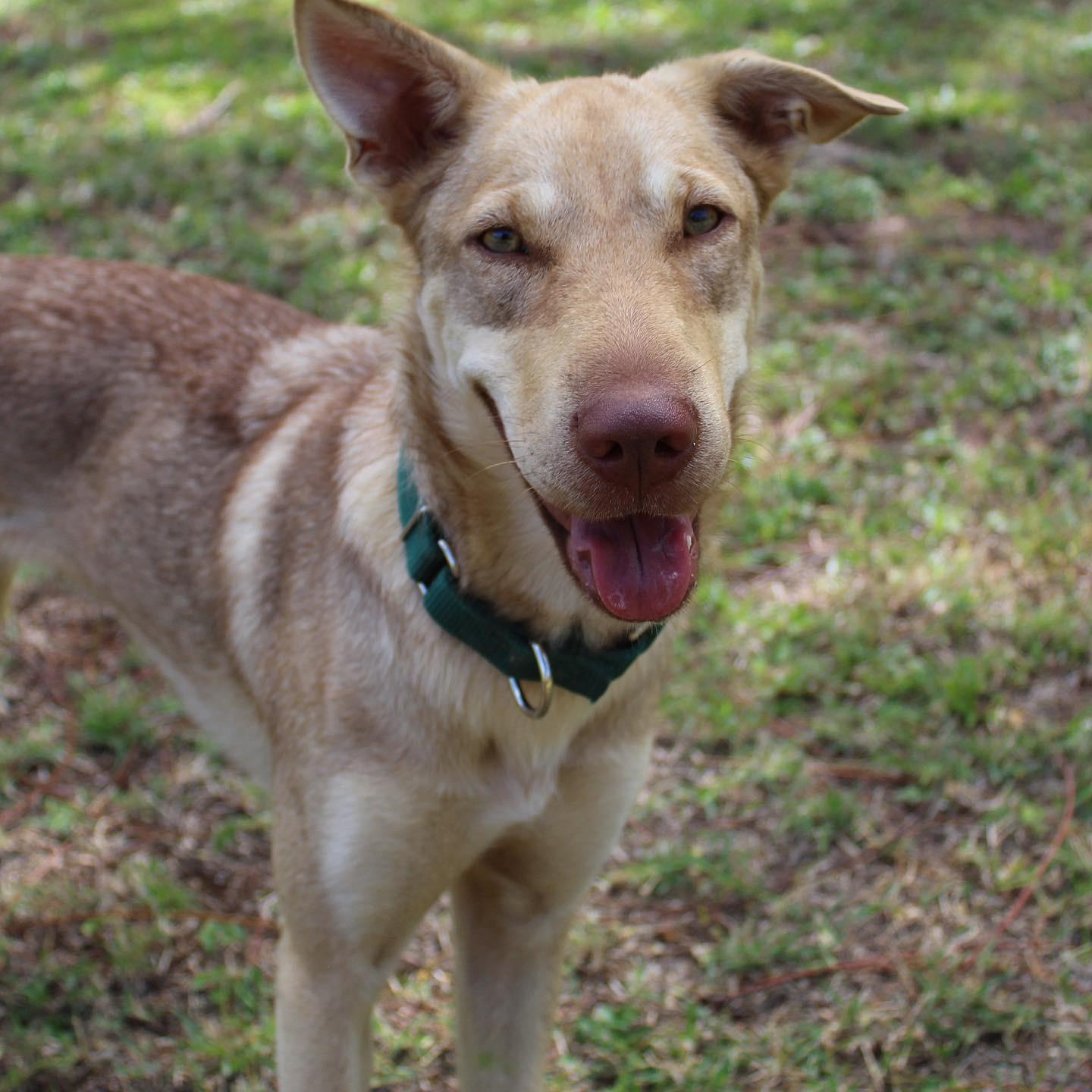 Squishy is a medium-sized boonie dog with a brown and tan coat. 