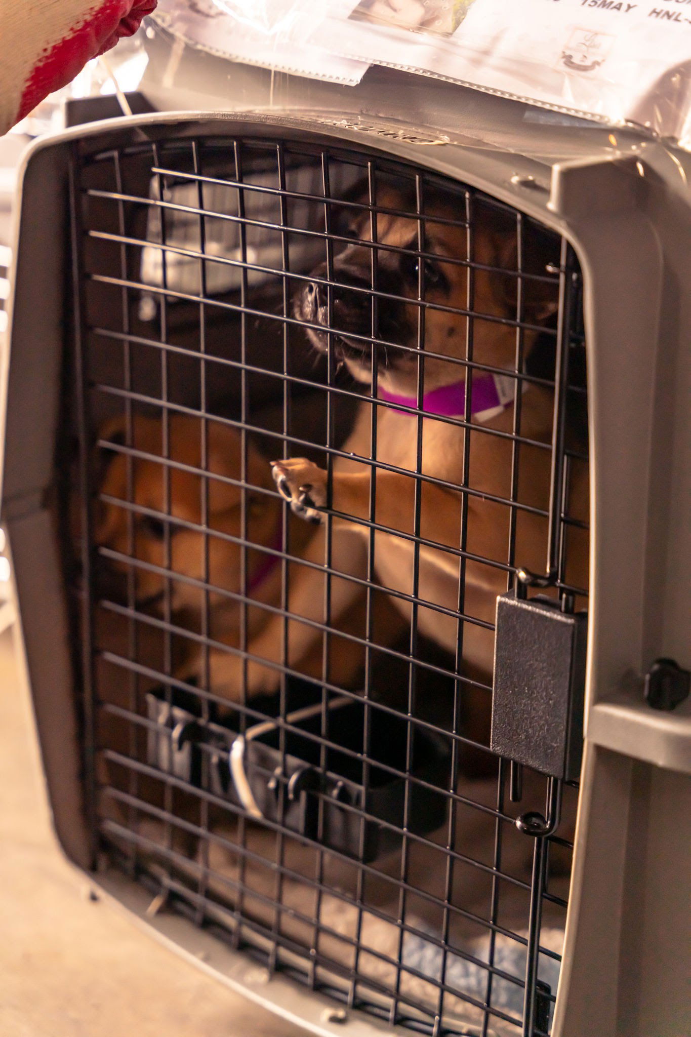 Two puppies wait to be loaded onto a cargo hold as part of a Boone Flight Project charter flight.