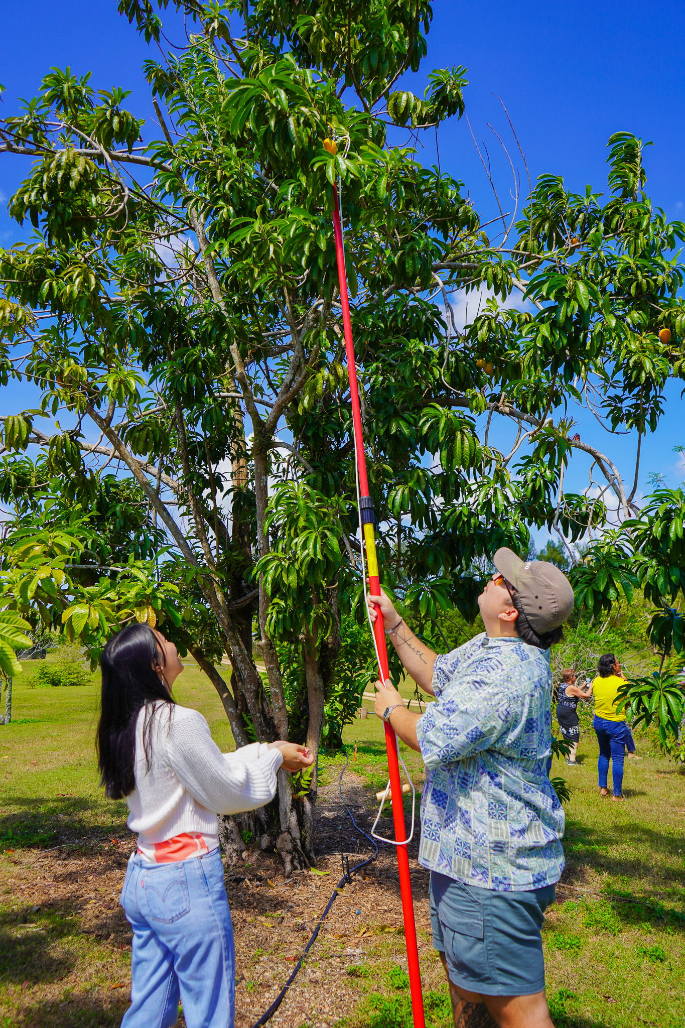 University of Guam agriculture majors Charlene Badajos and Francisco “Kiko” Blaz harvest eggfruit during a fruit production workshop held on March 9 at UOG’s agricultural research station in Yigo. The university will be hosting an Avocado Production Workshop on Saturday, June 1.