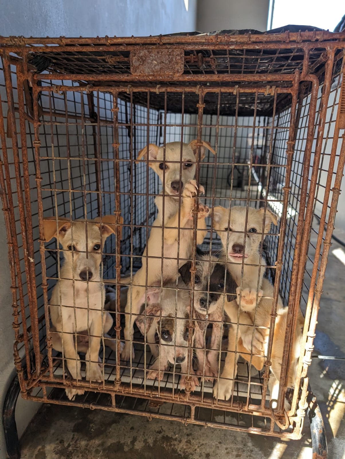 Although the Saipan Humane Society and the Boonie Babies work to arrange charter flights and fly pets off island to adopters, these involve costly processes.