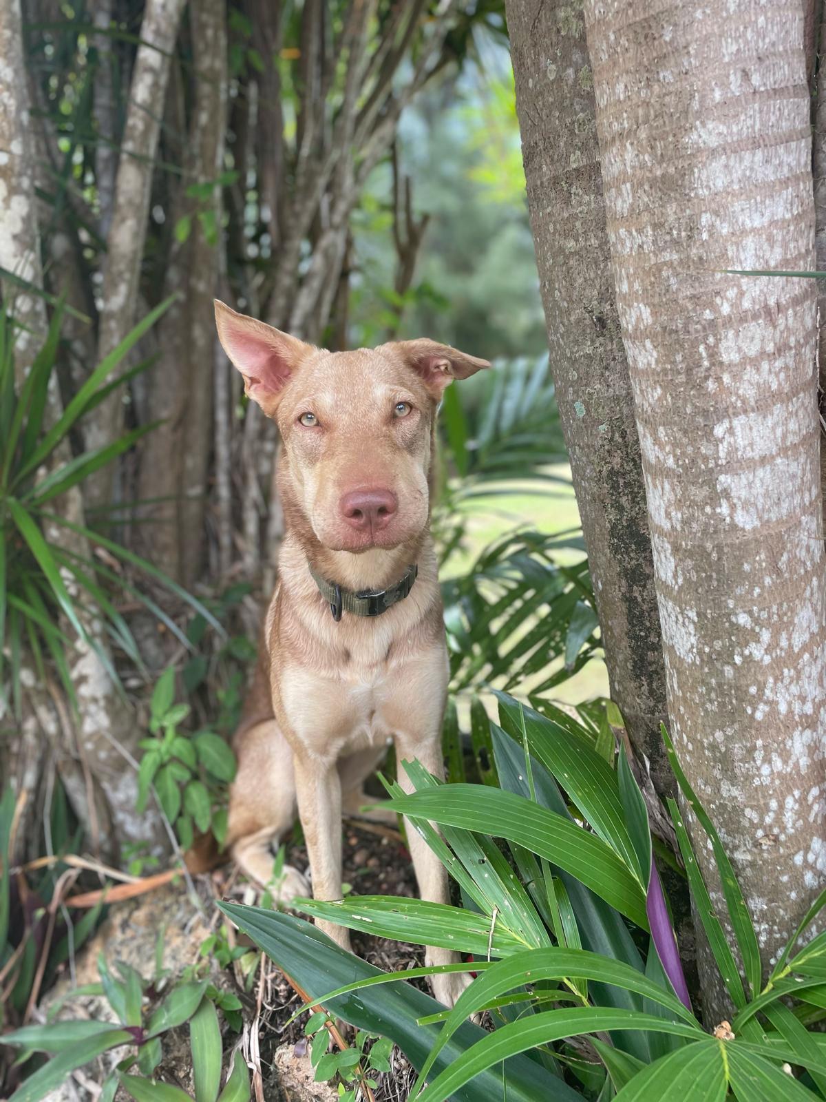 Squishy was last seen at Laulau Beach on Thursday, May 23.
