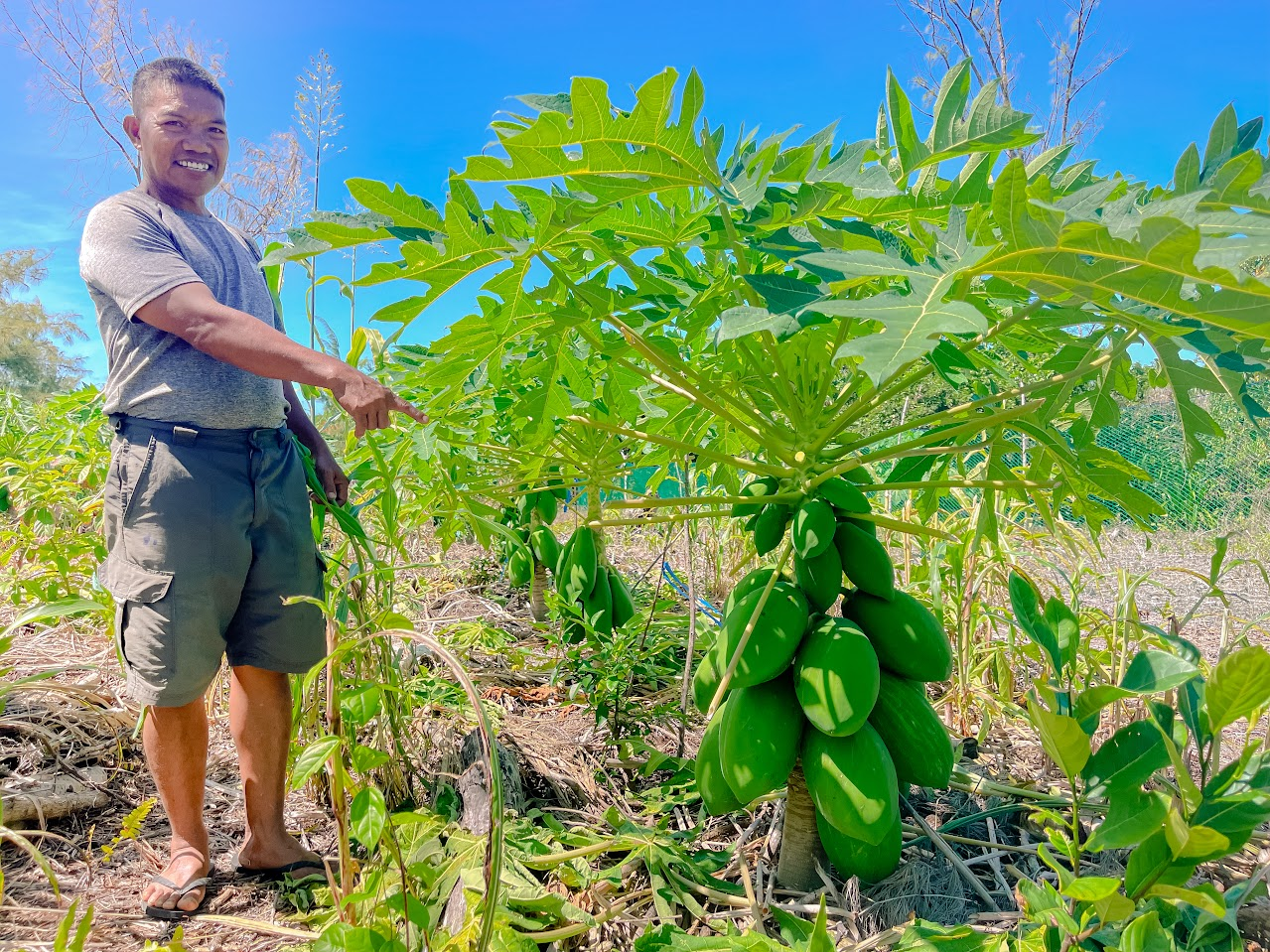 Implementing the knowledge and methods gained at the NMC-CREES Regenerative Agriculture Workshop in November 2023, Ambrosio “Ambi” Alubia proudly shows his thriving papaya plants. Growing in between and around the papaya are calamansi, mango, a mix of cover crops such as buckwheat, Daikon radish, sun hemp, cowpea, and sorghum, and other food-producing plants. 