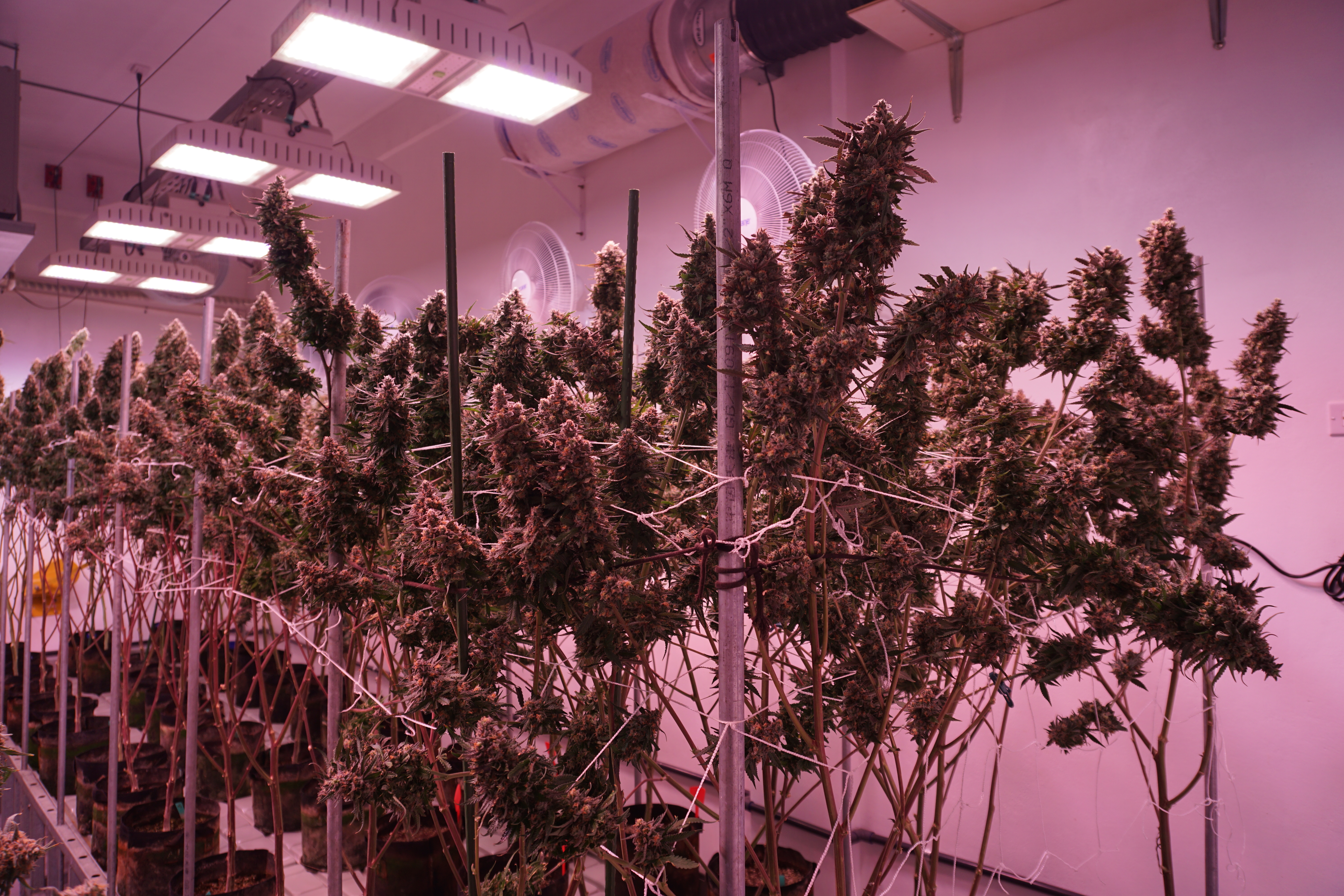 These plants are a few weeks away from harvest, and will eventually be sold at the CannaSaipan store in Garapan.