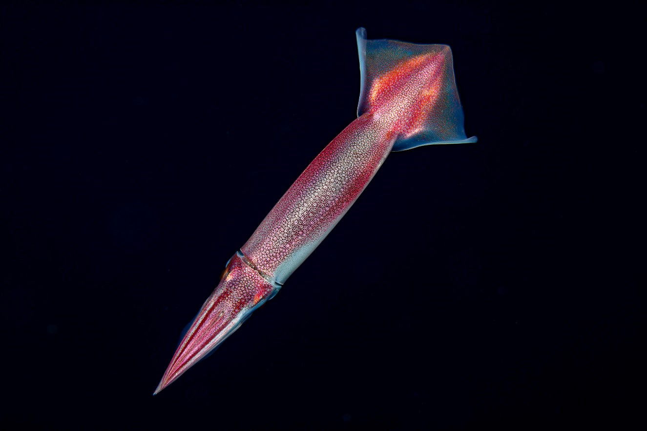 Japanese Flying Squid photographed on a Blackwater Dive in Yap.